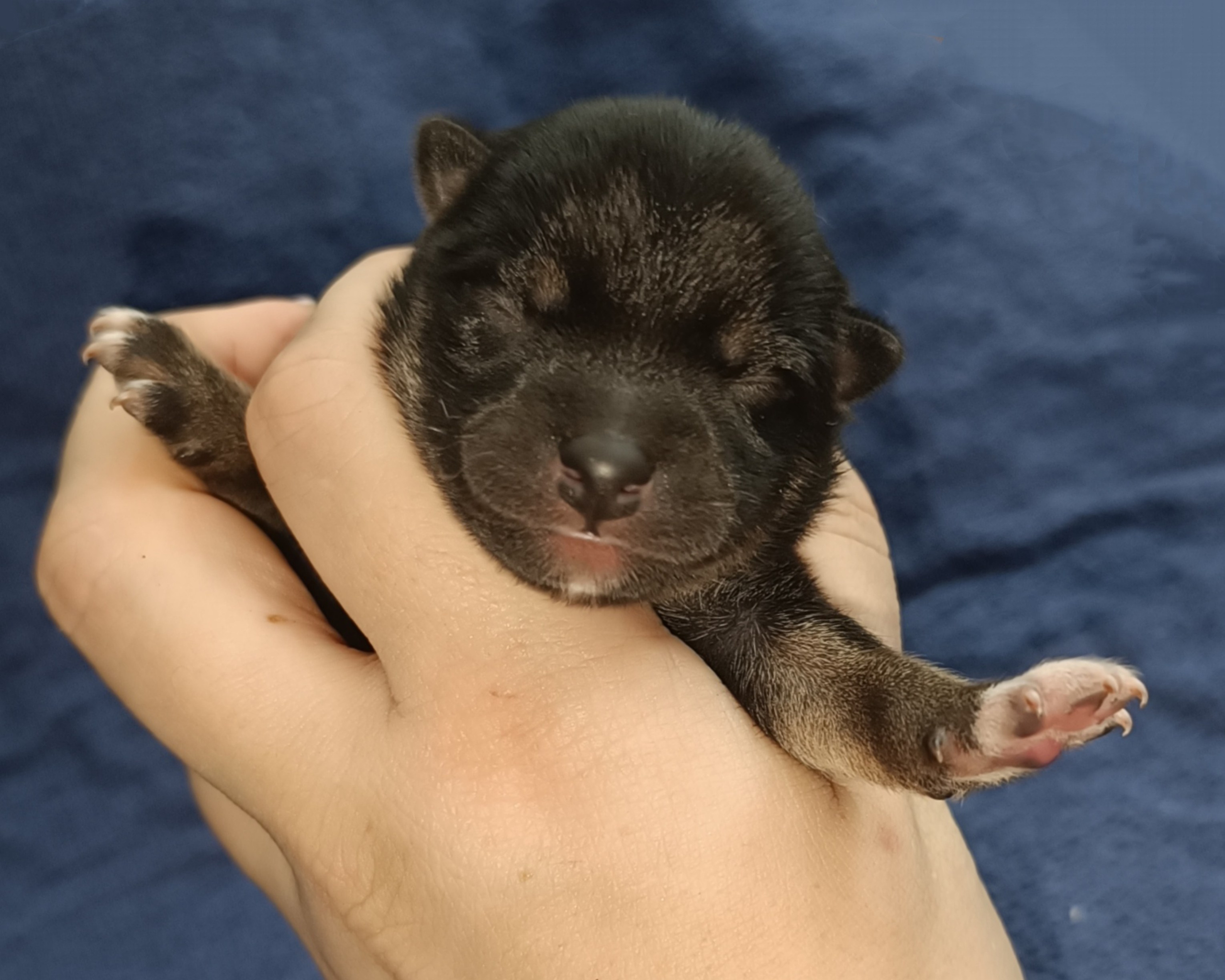 сиба питомник Рубилайт щенки на продажу rubylight  сиба щенки купить СПб Санкт-Петербург 