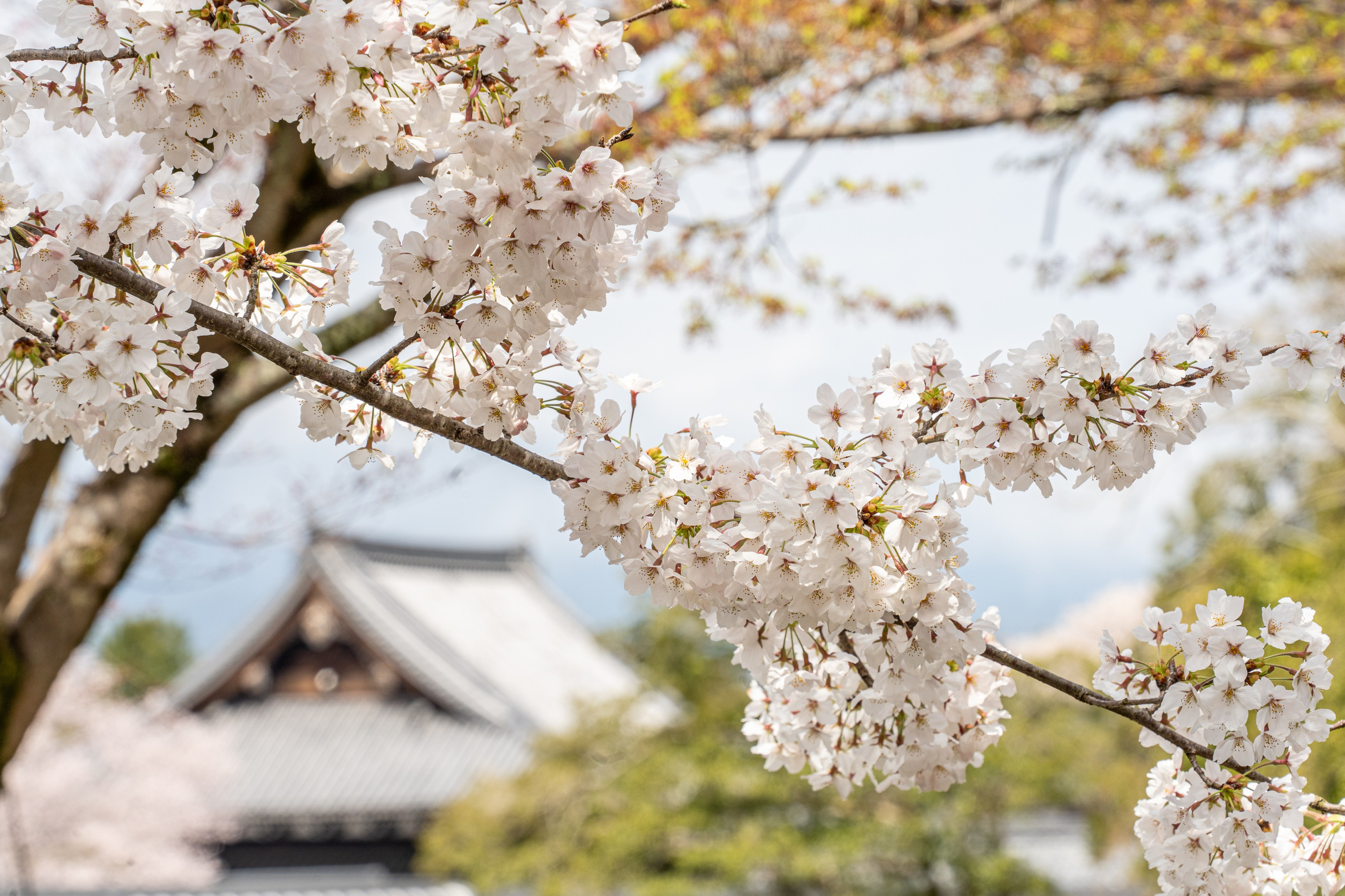 Япония, сакура. Творческие сьемки