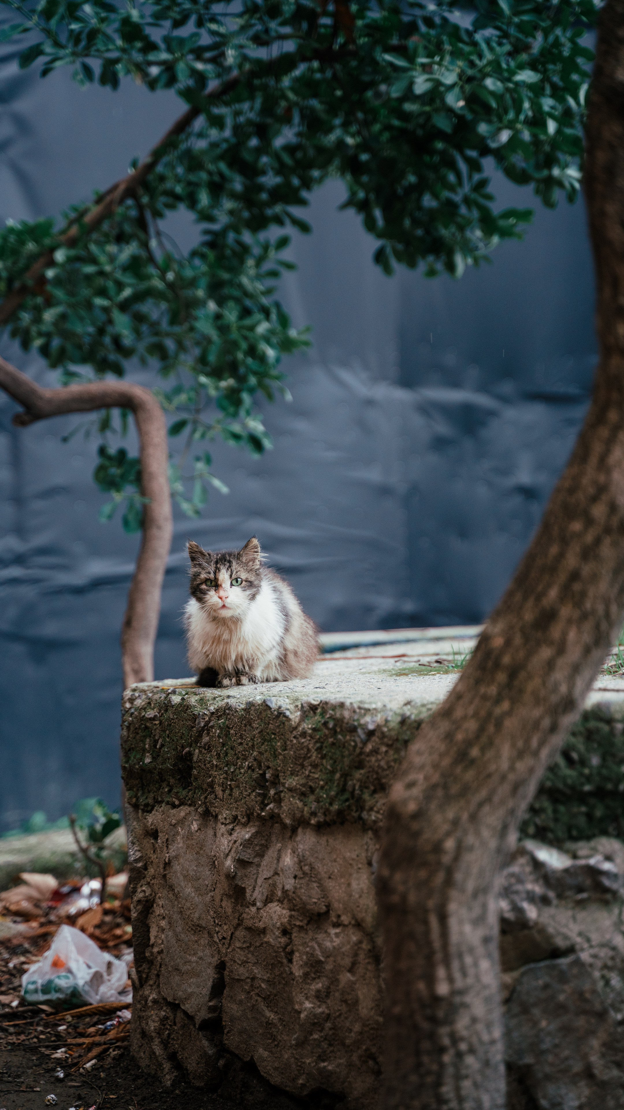 Кошки. Фотографии Дмитрия Захаренко
