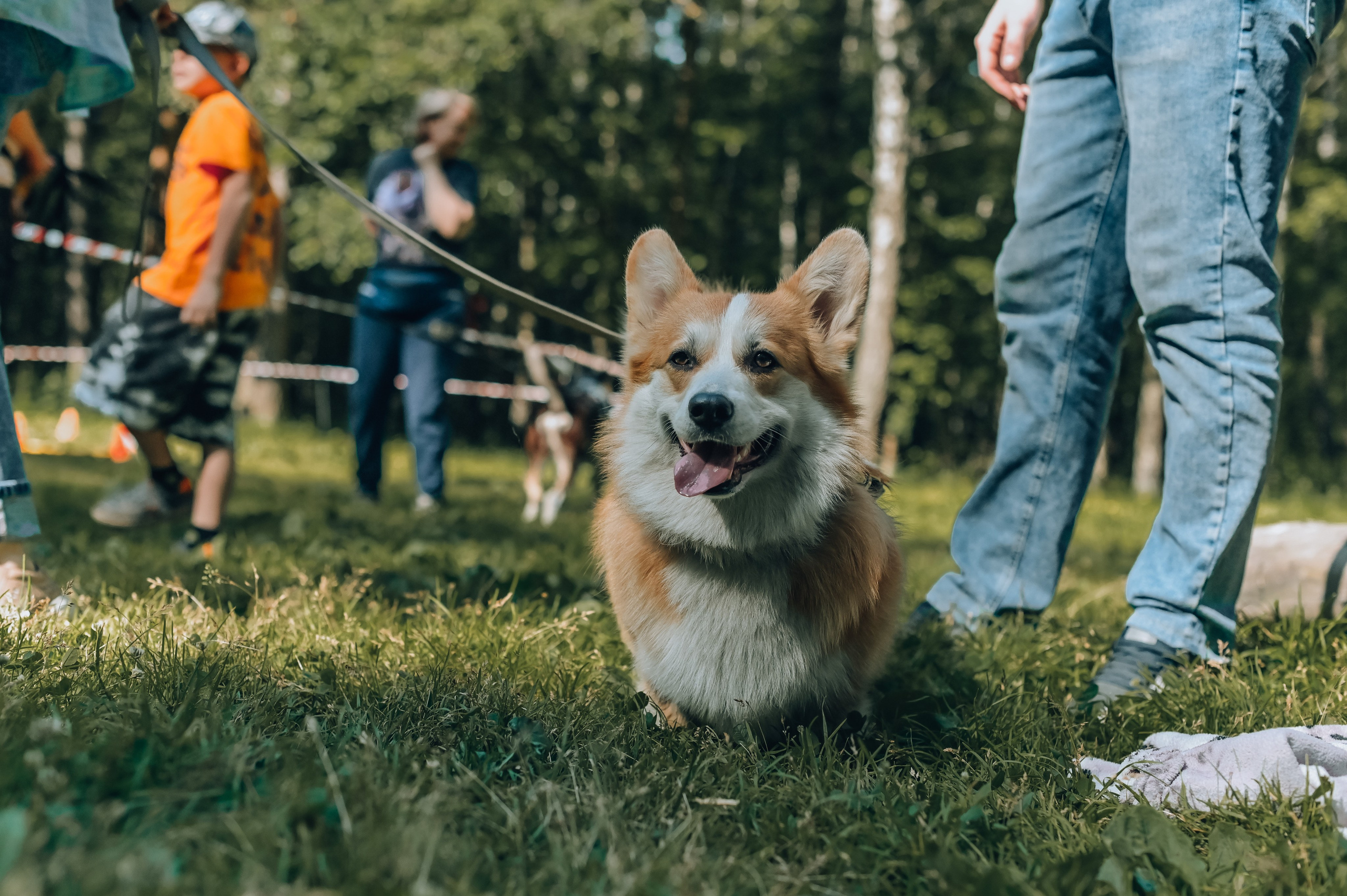 Кинологические соревнования. Семейный и репортажный фотограф в Москве Анастасия Трубкина