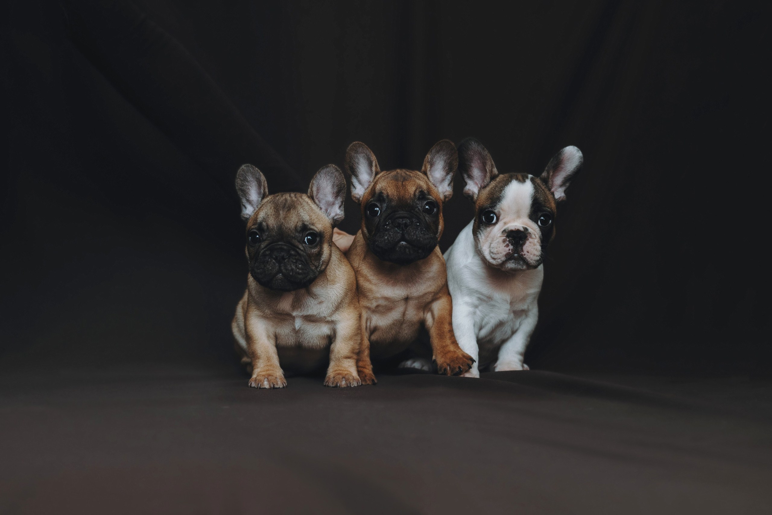 Щеночки. Фотограф — анималист Владивосток, Алина