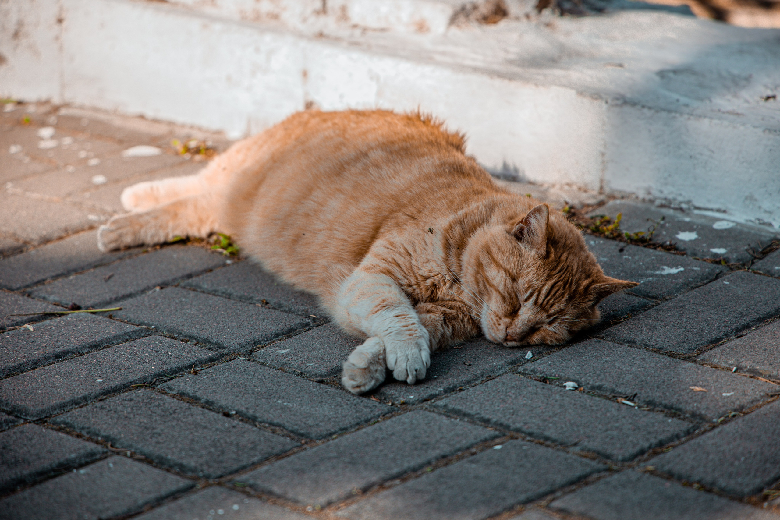 Фотограф Татьяна Марсуверских г. Жуковский, Москва и Мо. Репортажные съёмки, фотосессии,  фотограф анималист, фотосъёмка животных. Фотограф для маркетплейсов, фотоуслуги в Жуковском Татьяна Марсуверских