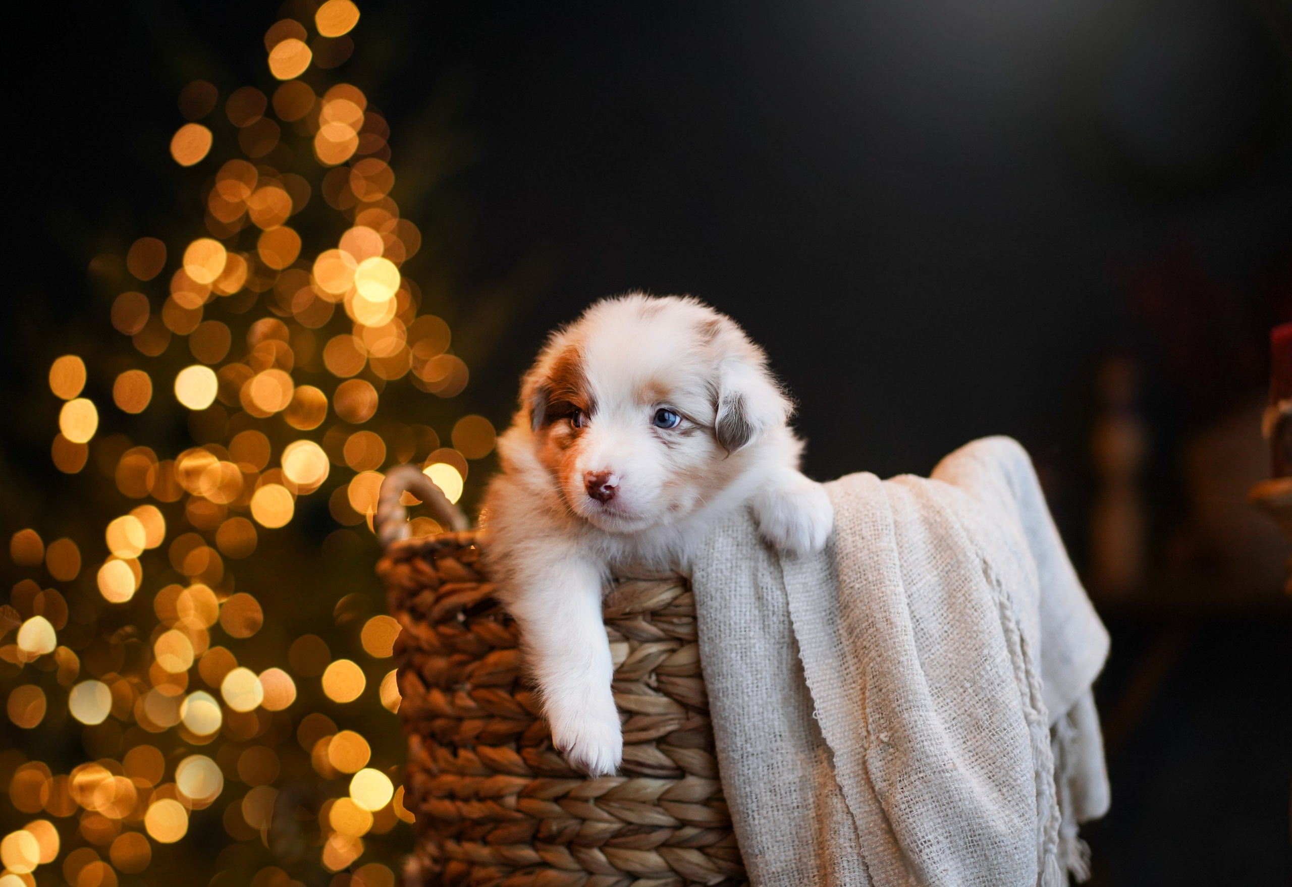 Щенки австралийской овчарки. Фотограф-анималист в Санкт-Петербурге Яна Мартынова