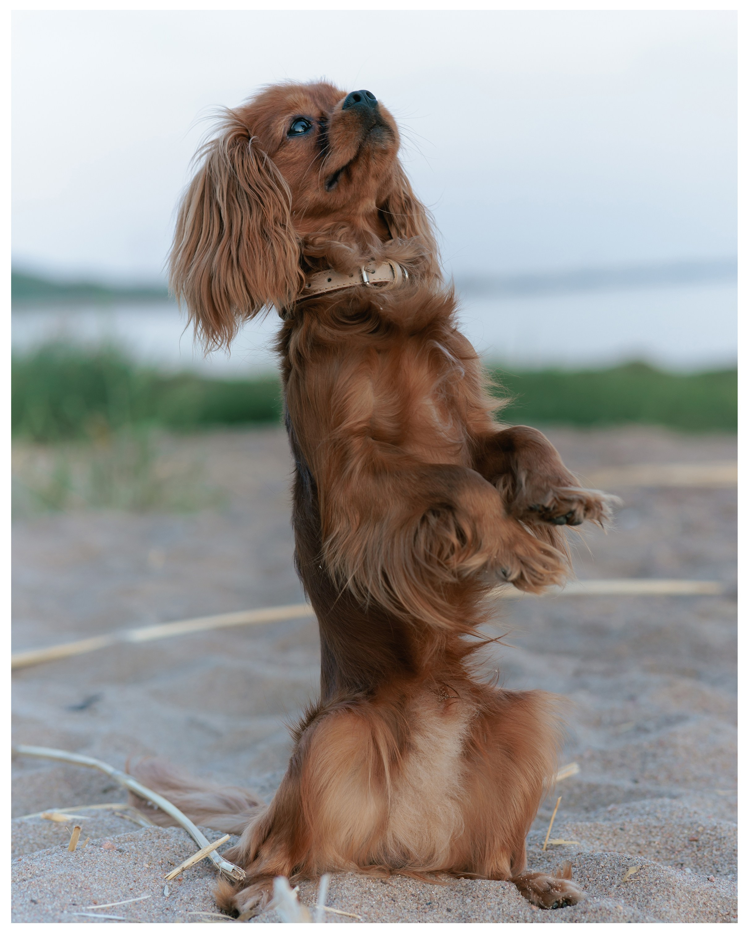 Анна и Юпи. Фотограф в Санкт-Петербурге Алёна Губинская