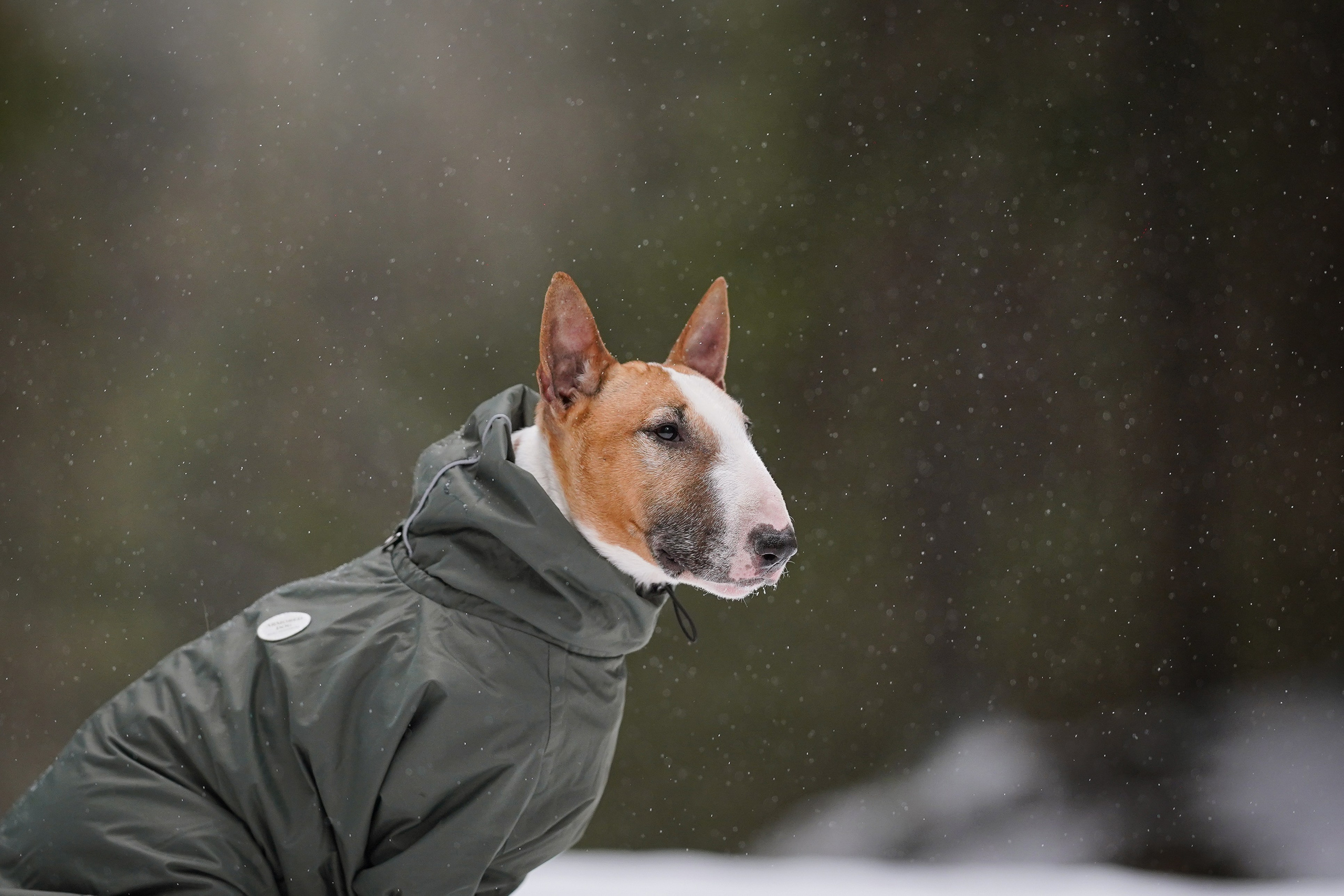 Юни и Панда. Фотограф-анималист в Санкт-Петербурге Яна Мартынова