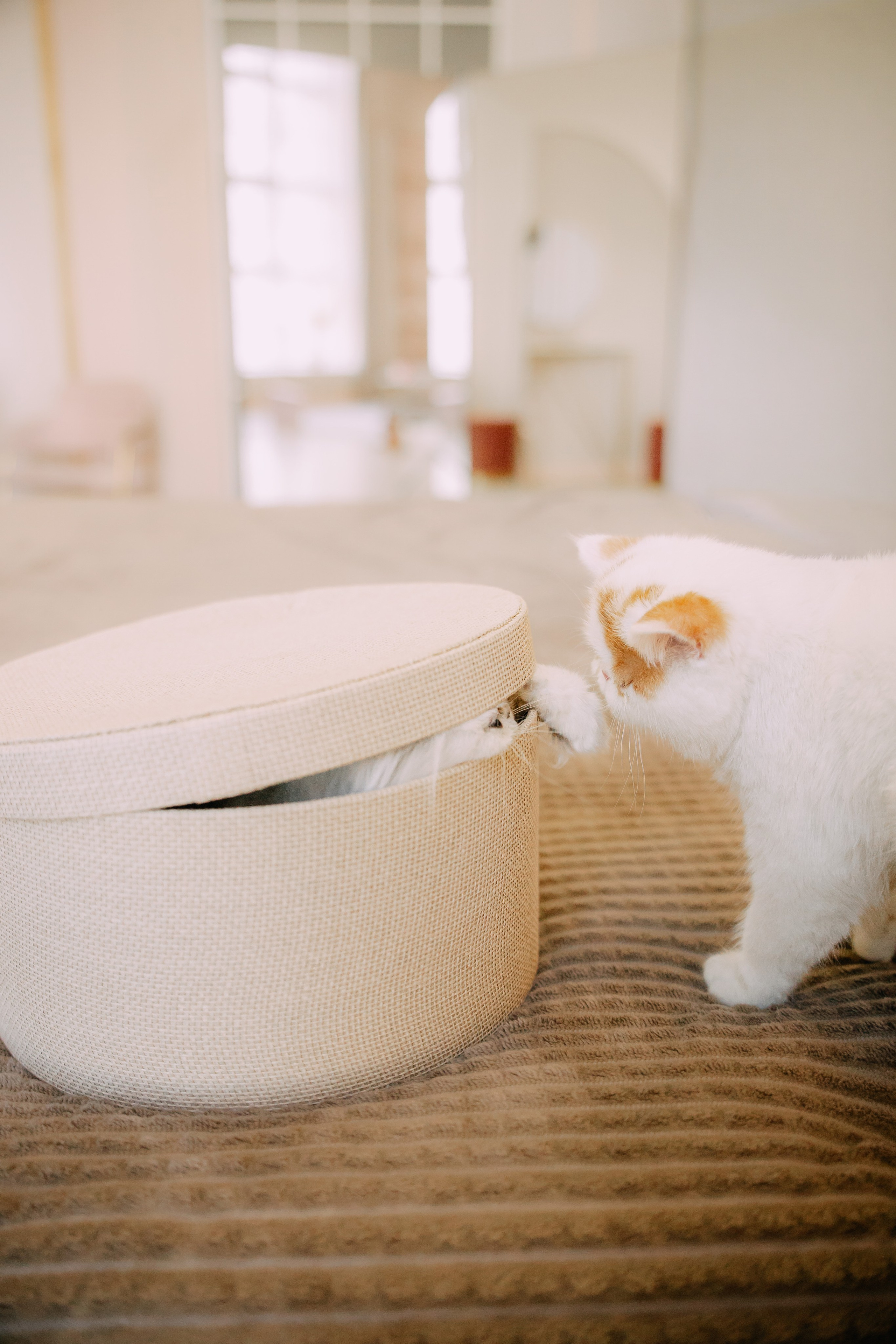 Султан, Мэй Мэй и Шанталь и их семья