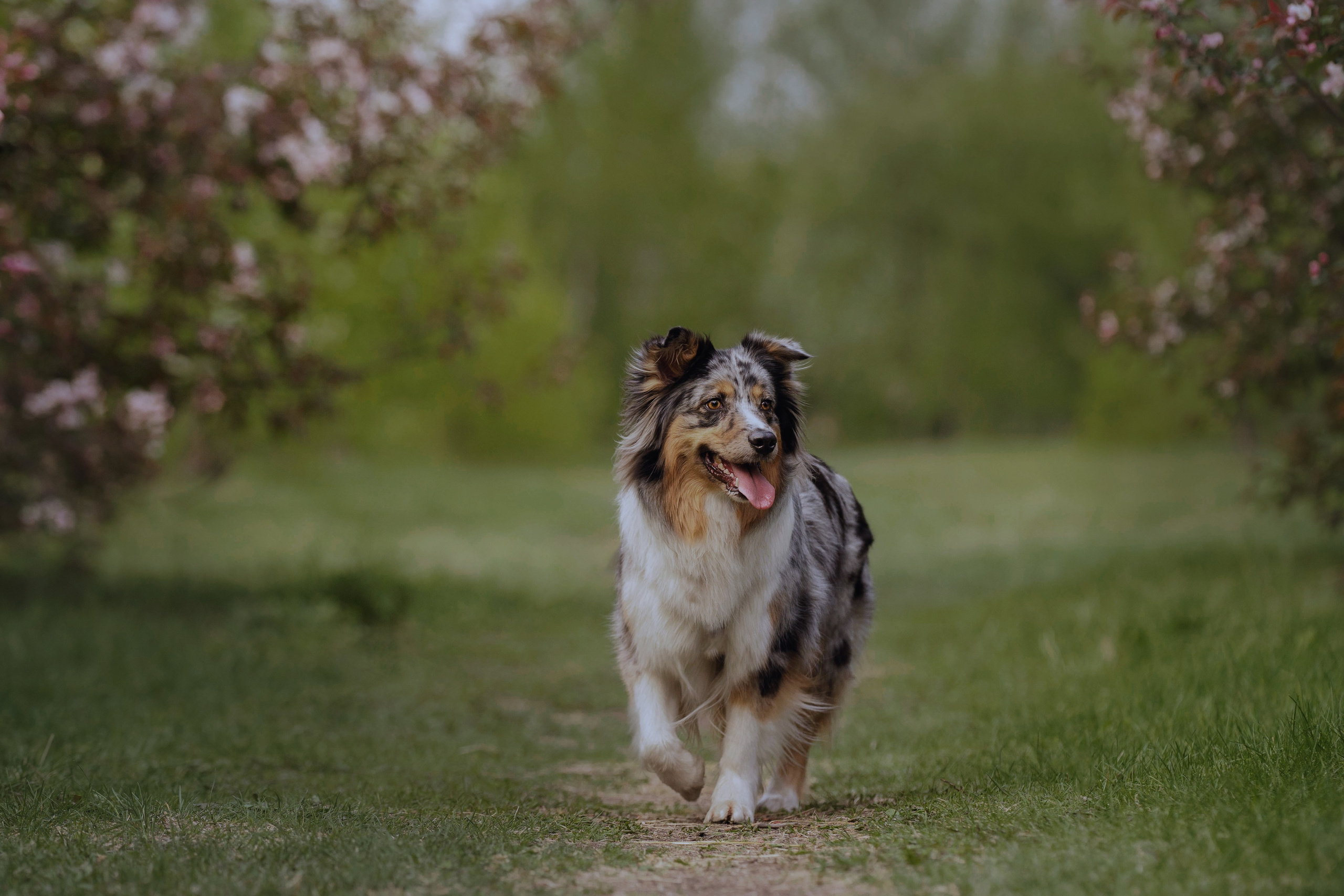 Николай и его девчонки. Kameramotor74