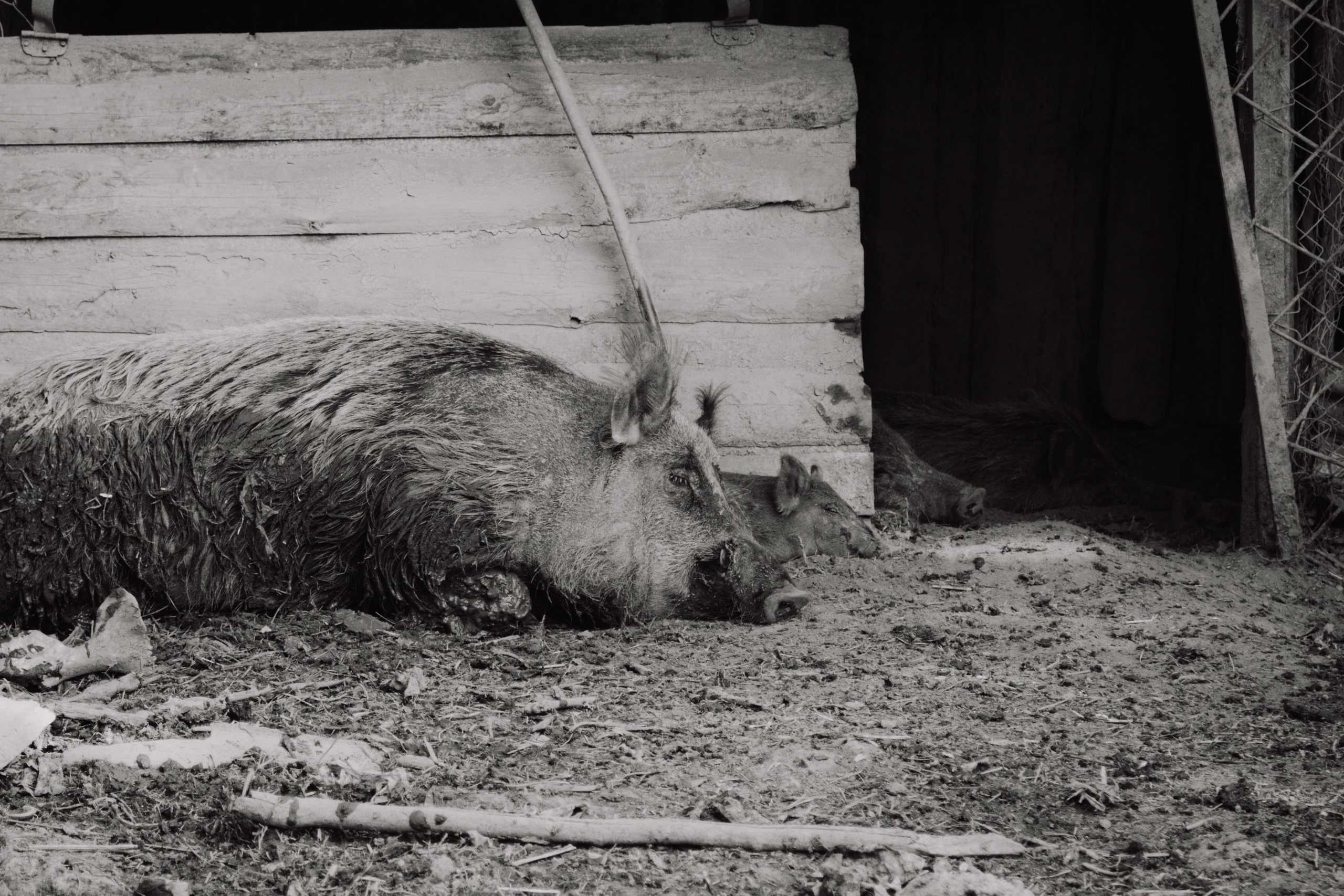 Зоопарк. Dmitriy [KCCC] is a pretty cool photographer