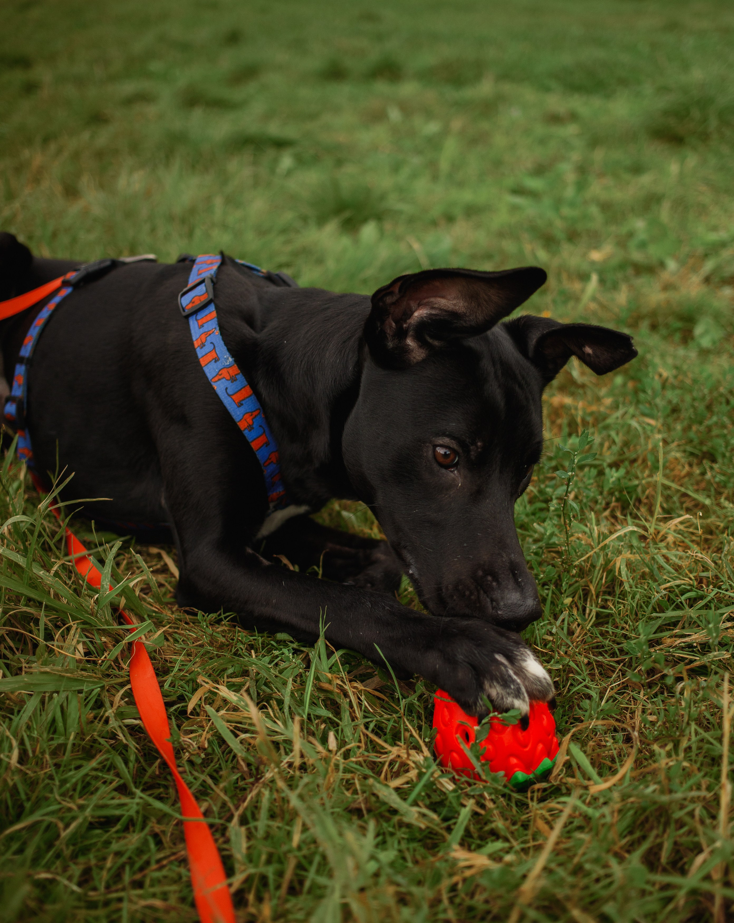 Отис ищет дом. Портретный фотограф в Санкт-Петербурге Катя Протасевич