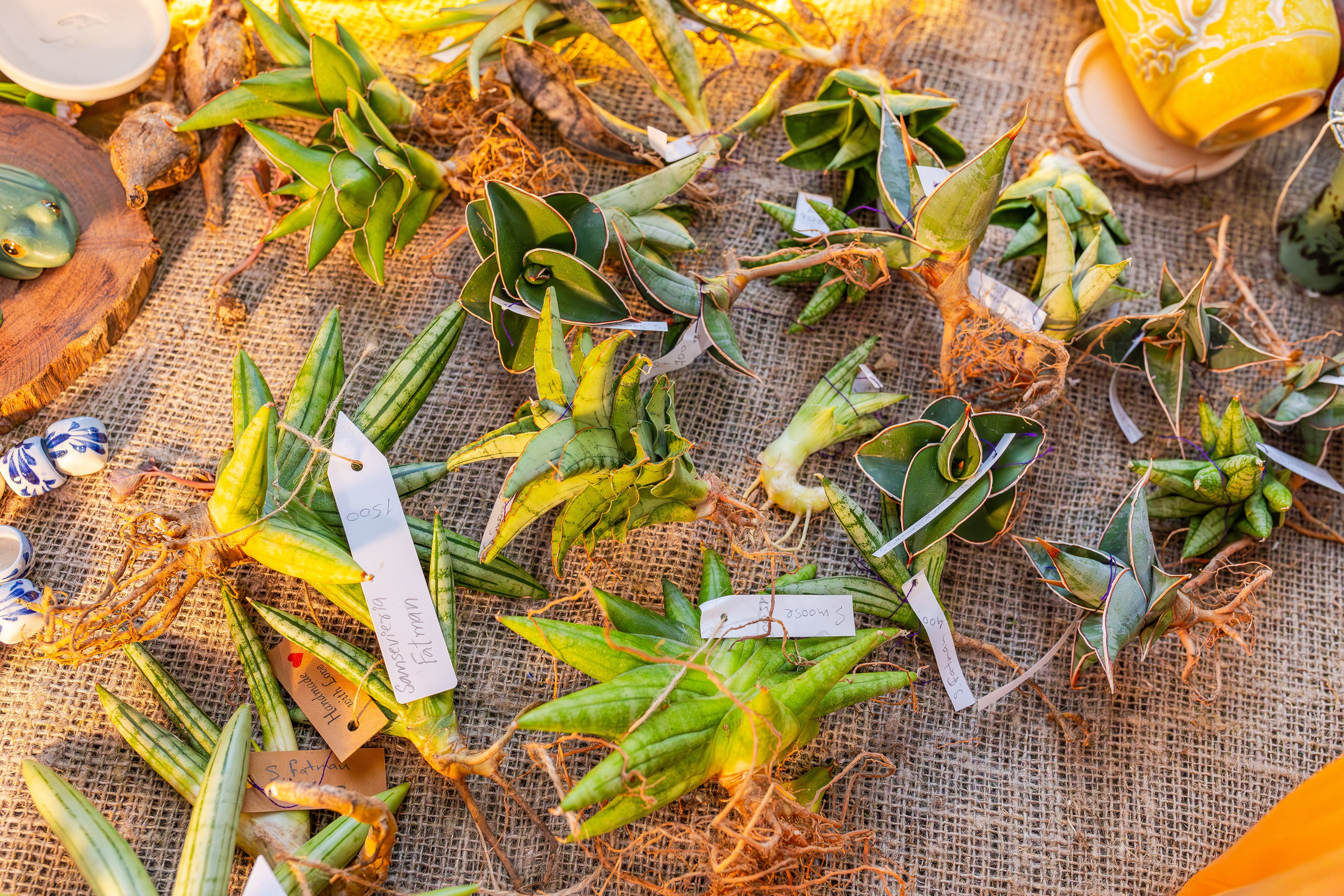 Орхидиум сентябрь 2025. Александра Куликова фотограф, Москва