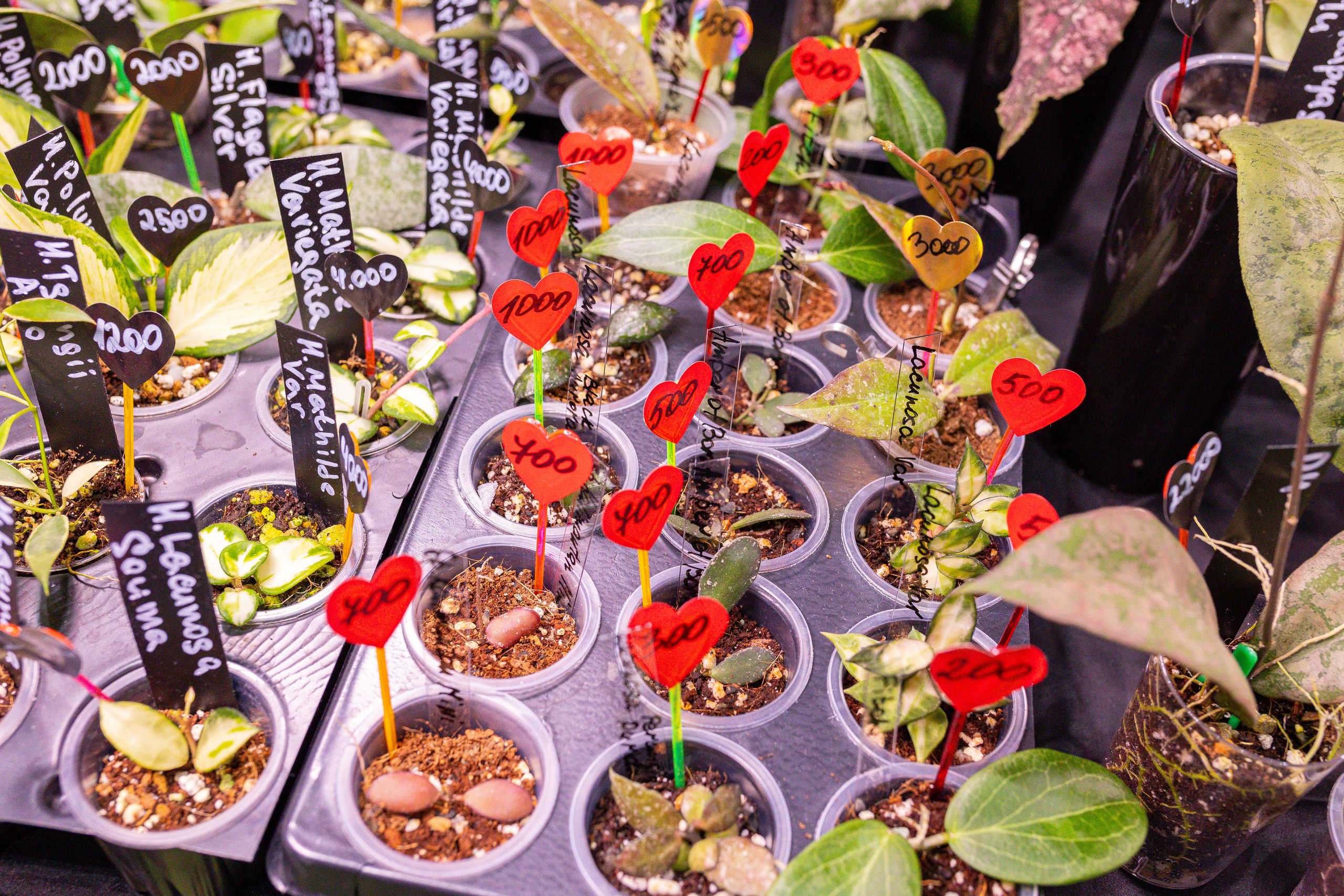 Монстериум 11–12 октября. Александра Куликова фотограф, Москва