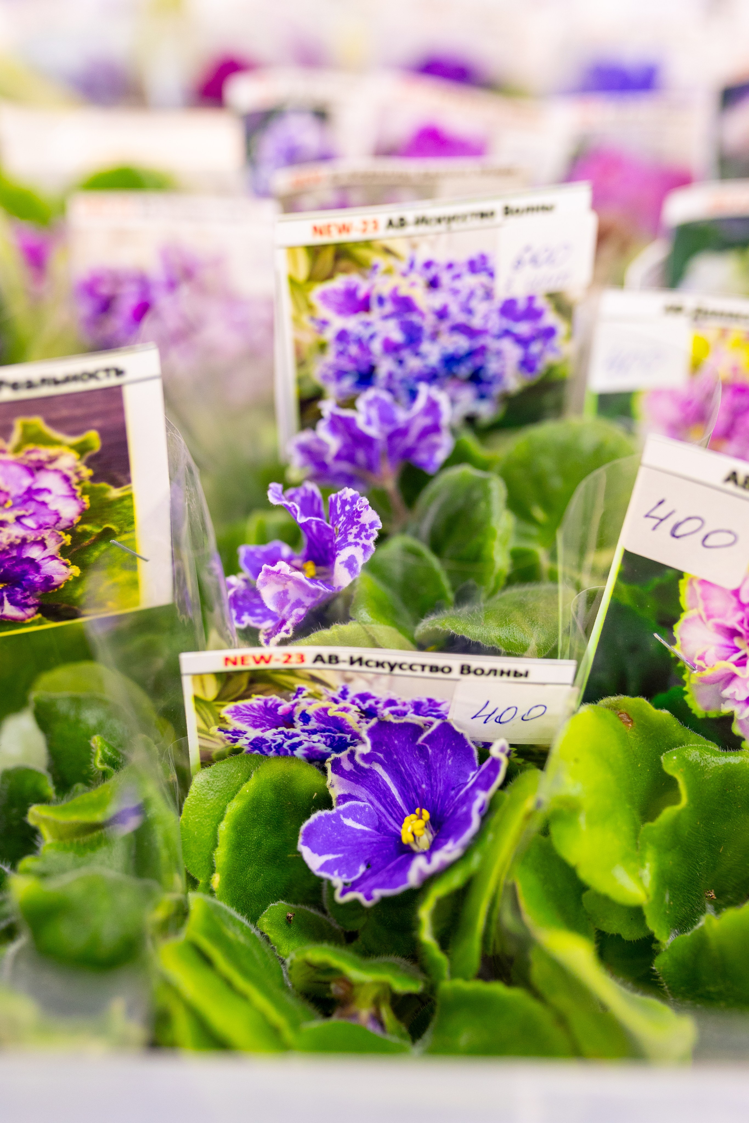 Орхидиум 12.2025. Александра Куликова фотограф, Москва