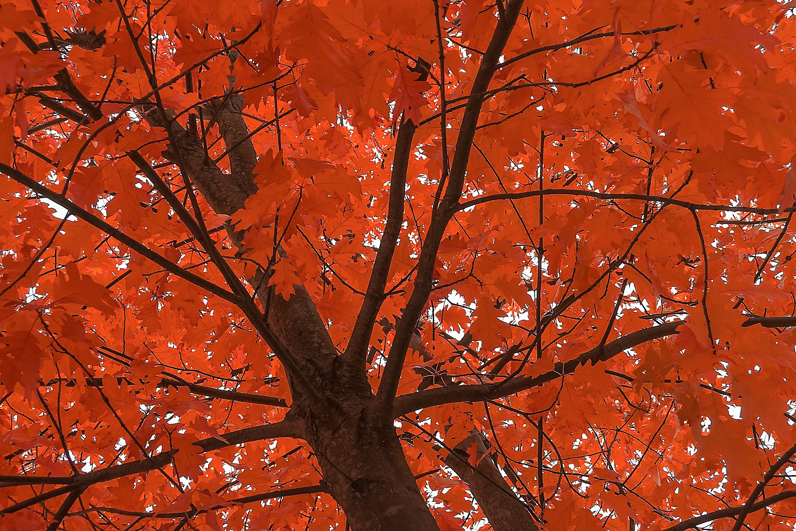 Свет и Цвет. Аmat Victoria Сuram