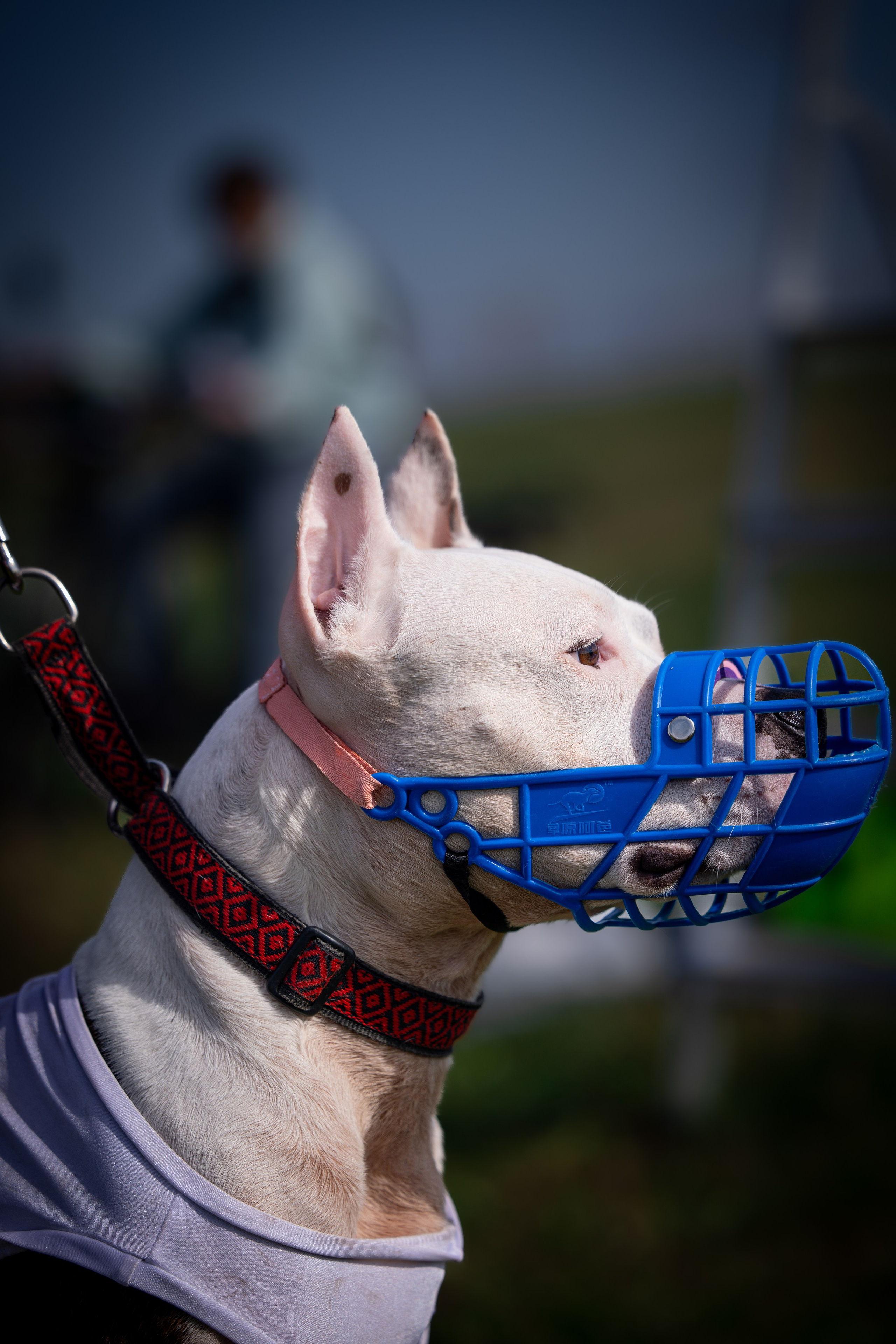 Собаки. Антонина Савельева Фотограф Ставрополь