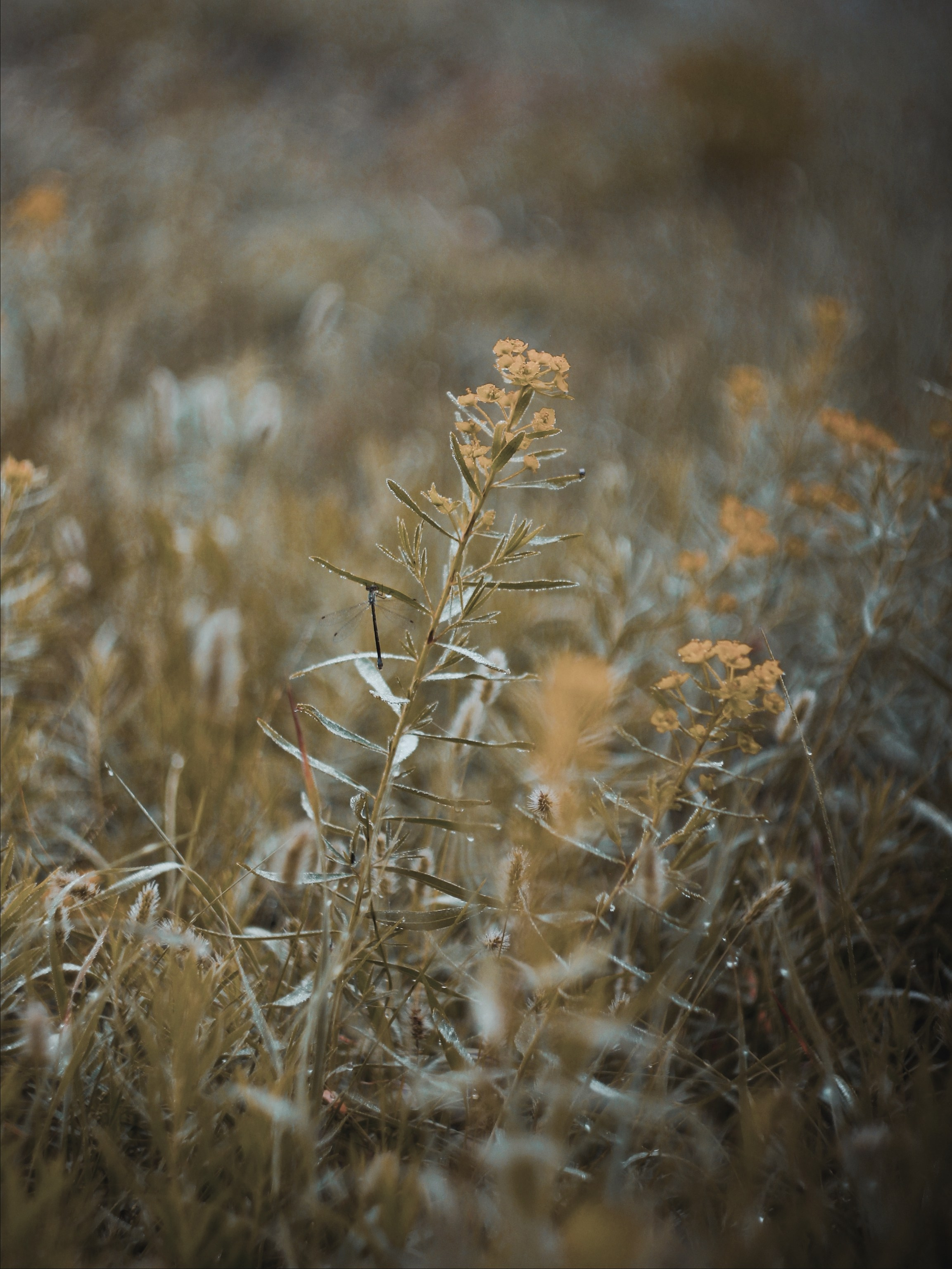 Меланхолия августа. С любовью, фотохудожник