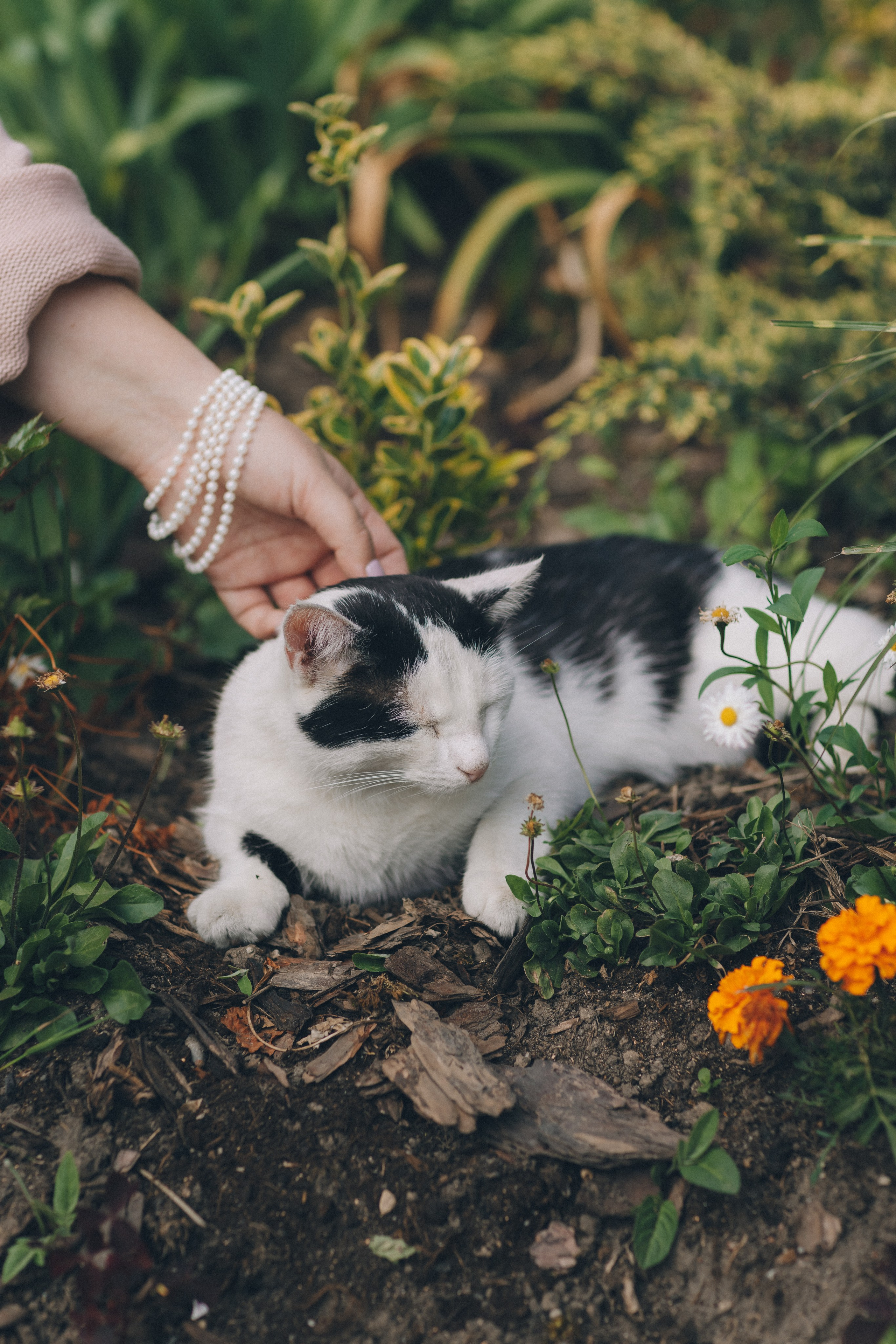 Мурчащий город. Фотограф Зеленоградск Красильникова Елена