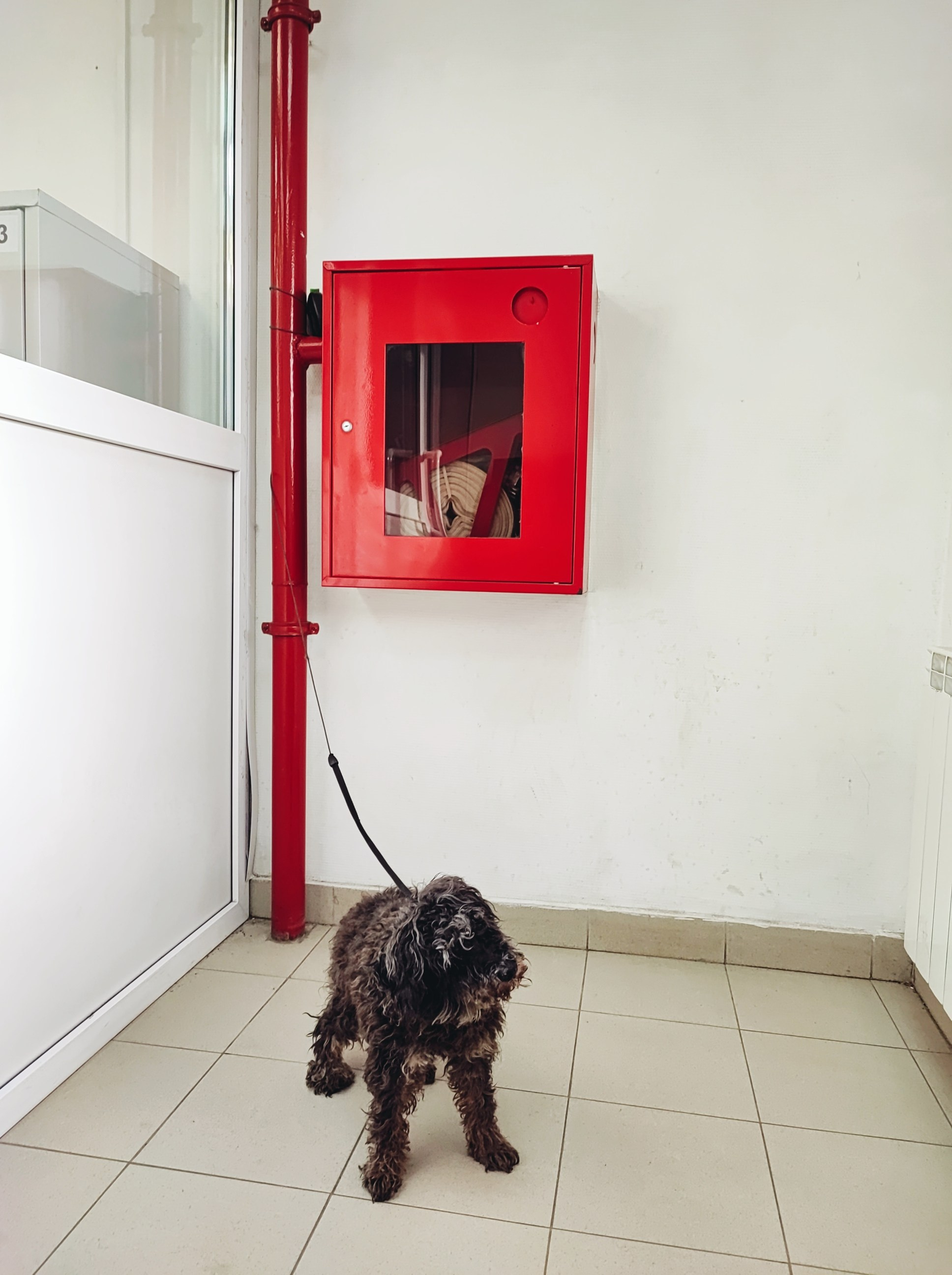 Намобилкус тульский. Репортажный фотограф Алексей Пирязев