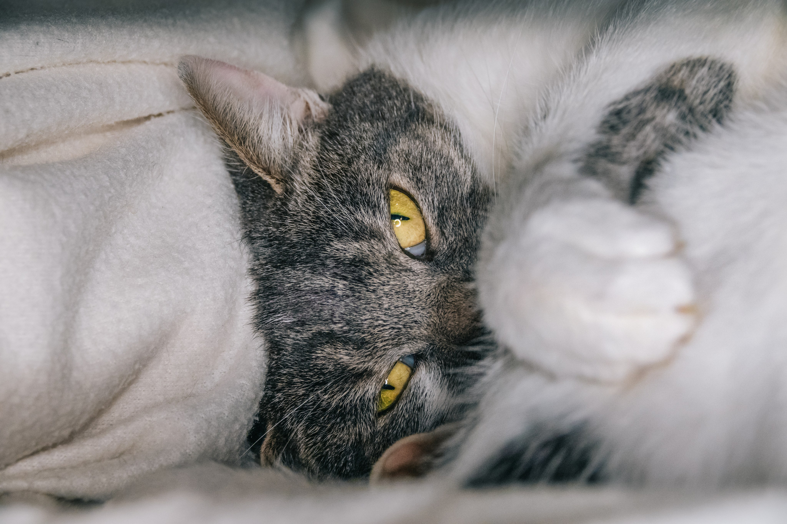 Кошка Машка ищет дом. Фотограф-анималист в Москве Юлия Лайхо
