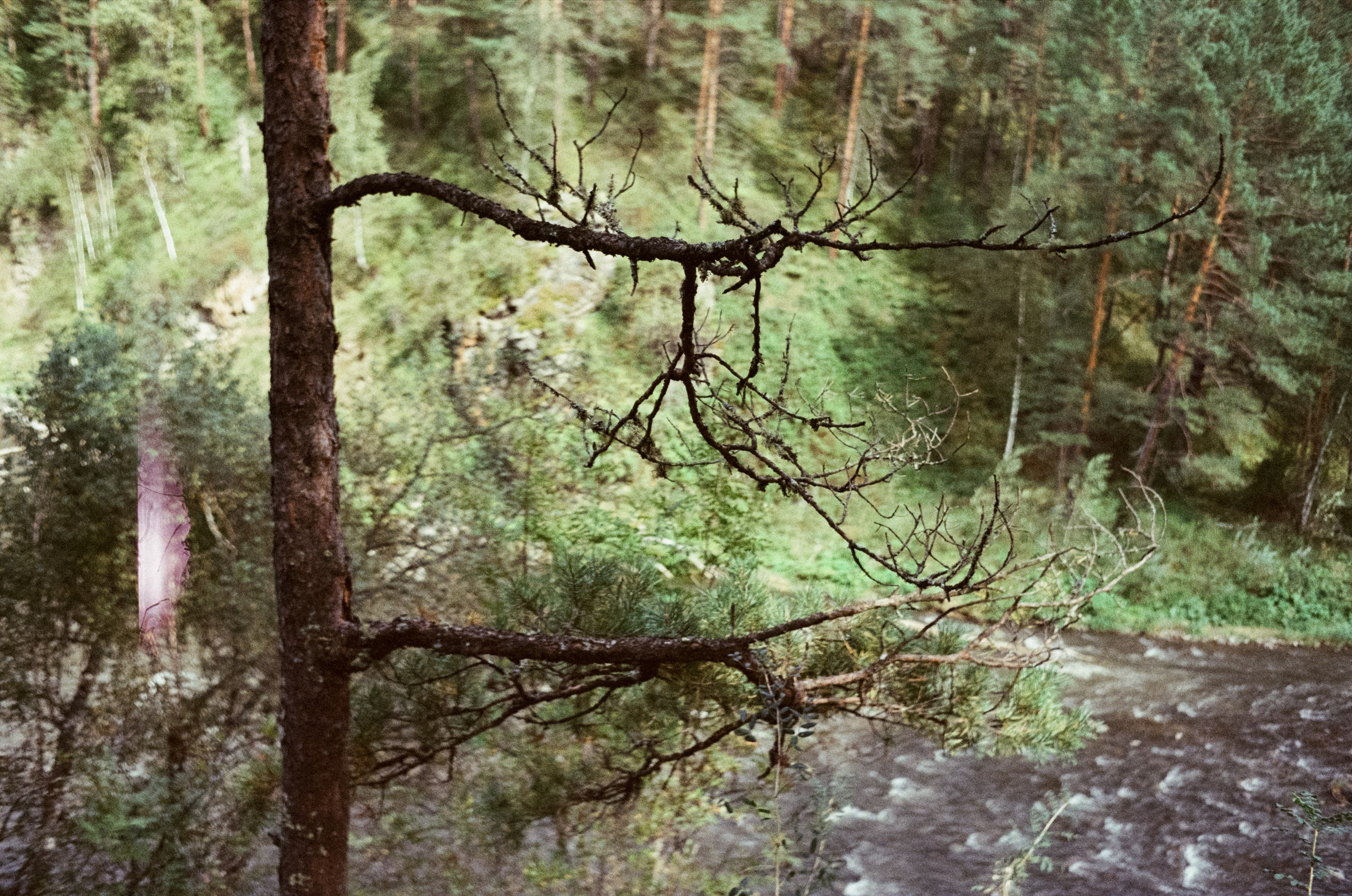 Горно-алтайский ботанический сад, база Кедровый остров / 27 августа 2024 года