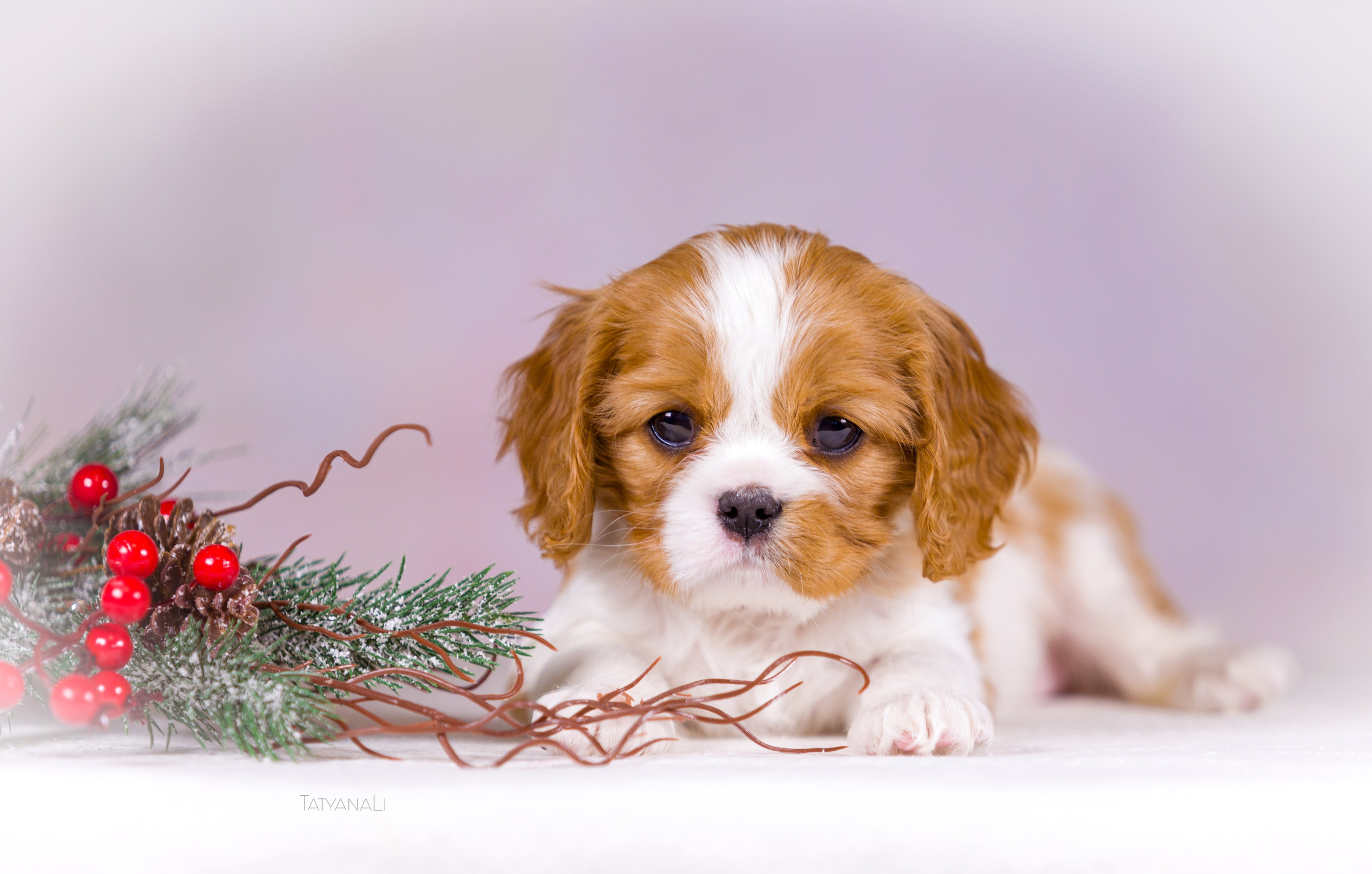 Кавалер-Кинг-Чарльз-Спаниель. Фотограф — анималист Татьяна Ли