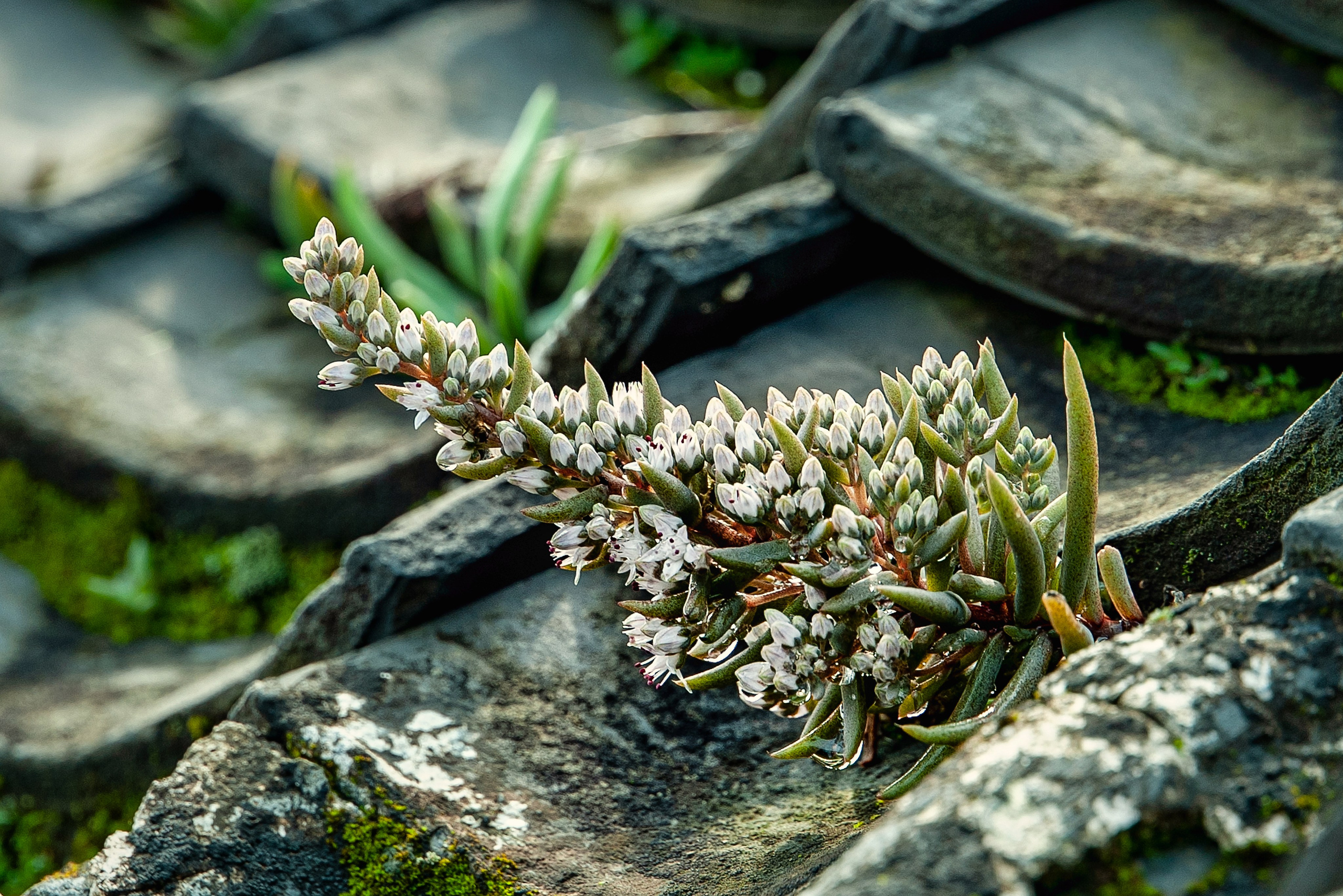 Весна. FotoGraf