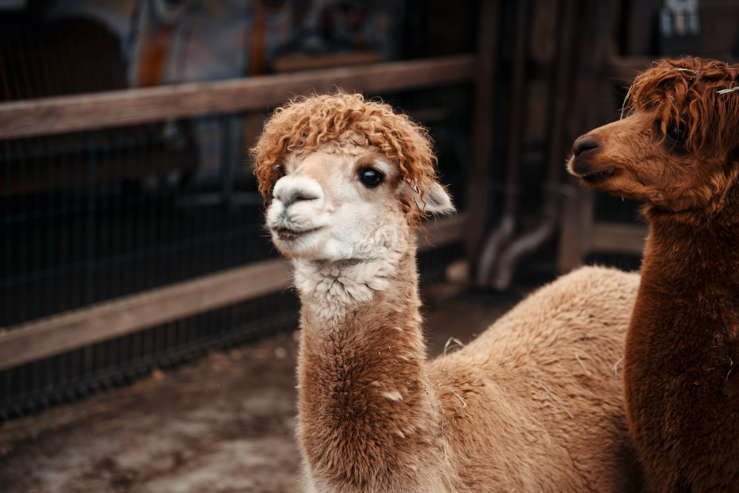 Альпаки. Свадебный и семейный фотограф в Москве Елена Новикова