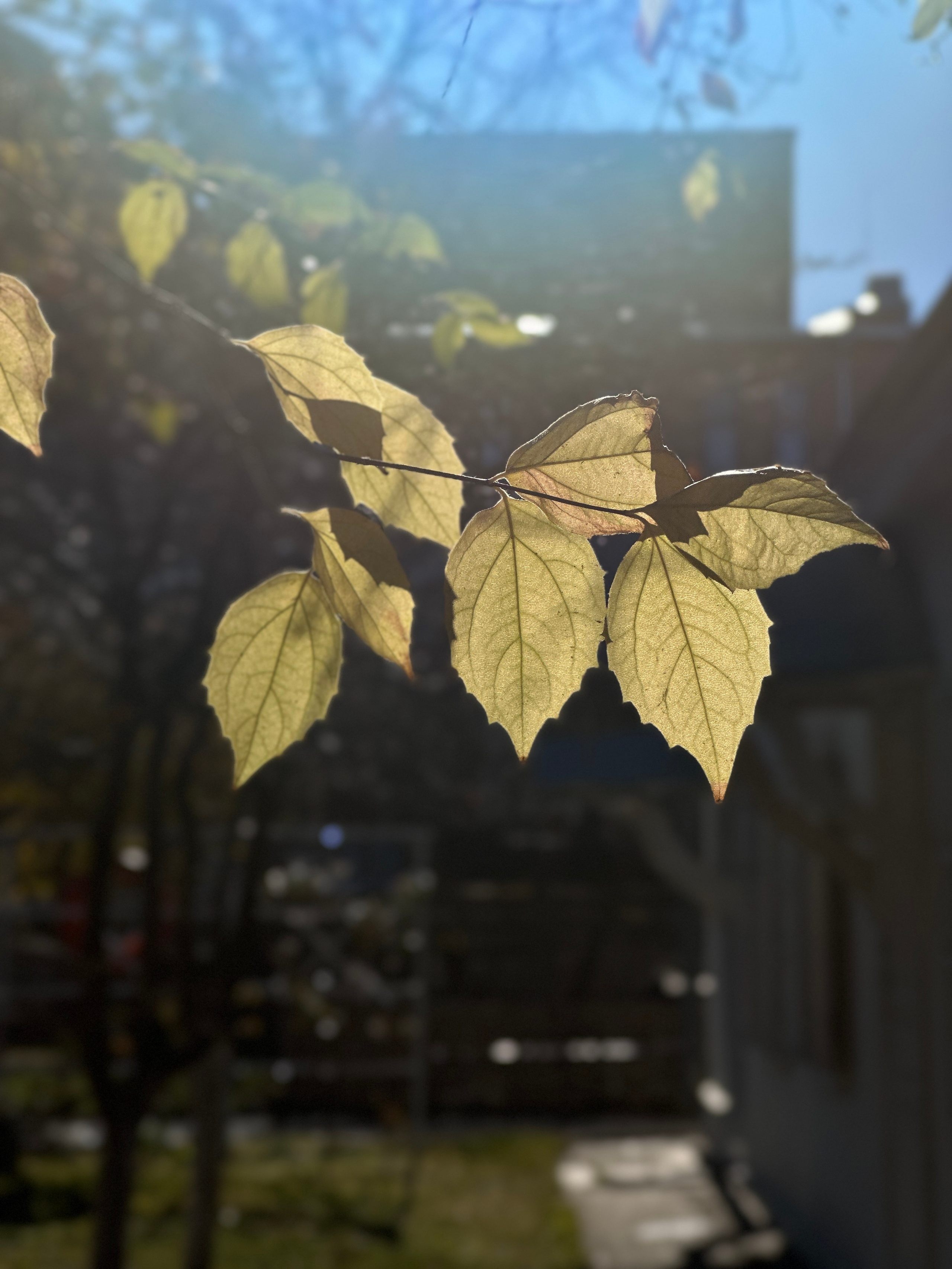 Макро любовь. Смотри, красота!