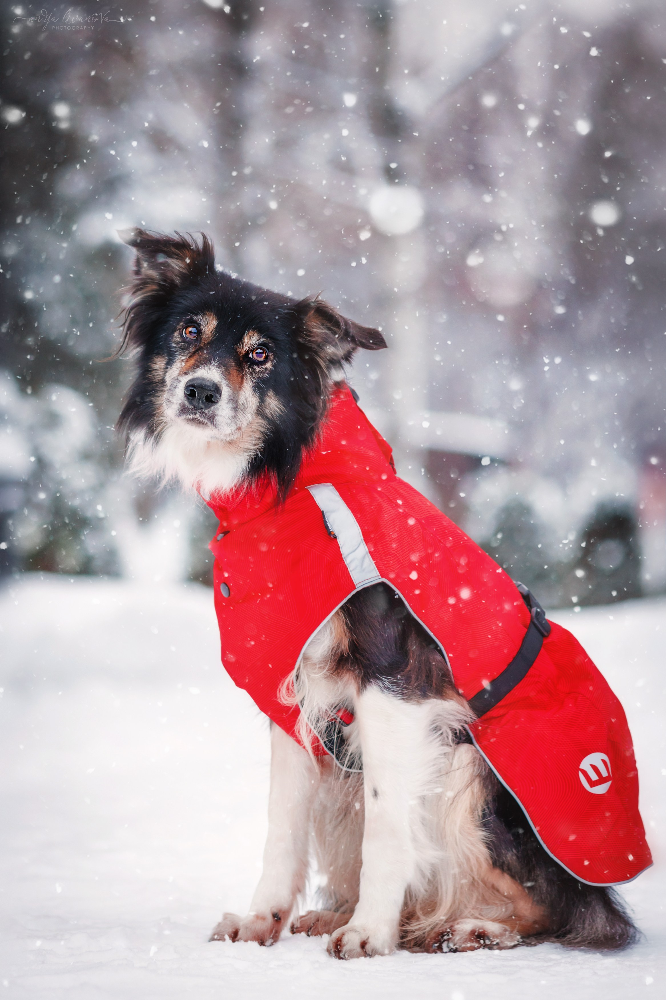 Рокки. Фотограф анималист Аня Ливанова | Рыбинск