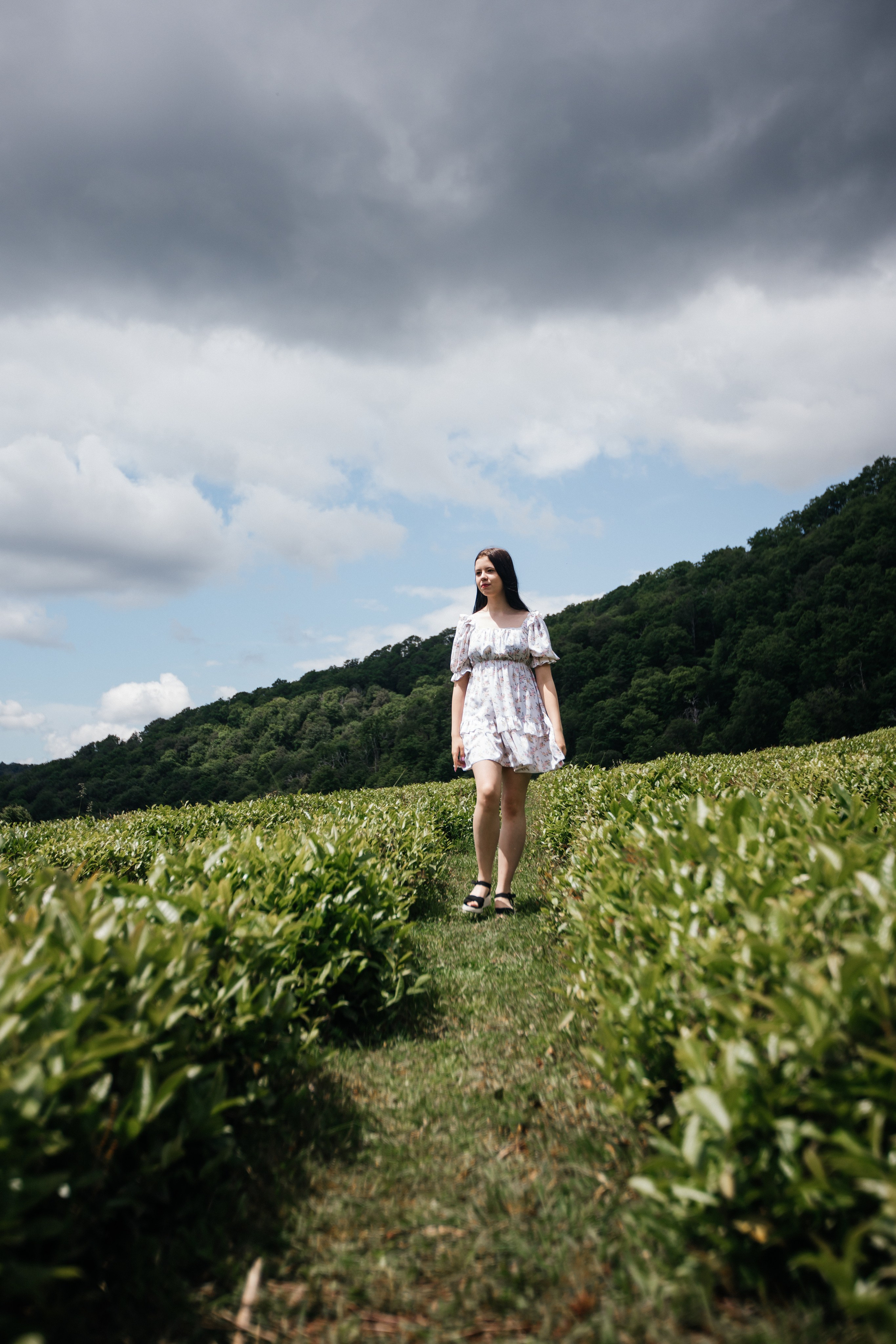 Tea plantation. Efimova Model Agency