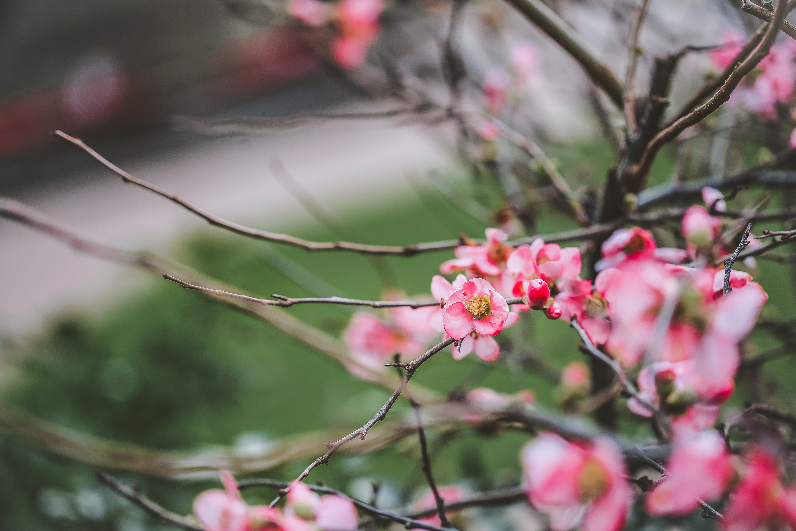 Англия: Лондон цветущий. Дарья Письменюк / Darya Leitstern — фотограф, музыкант, журналист, путешественник