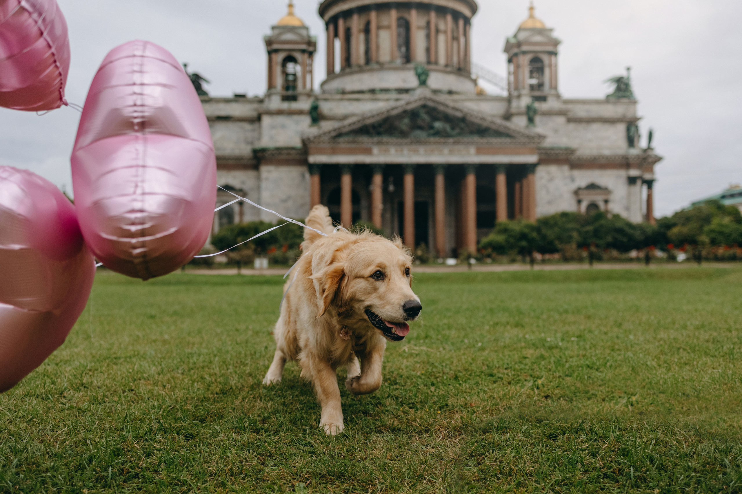 Бетти и ее семья. Фотограф — Анималист | Санкт-Петербург