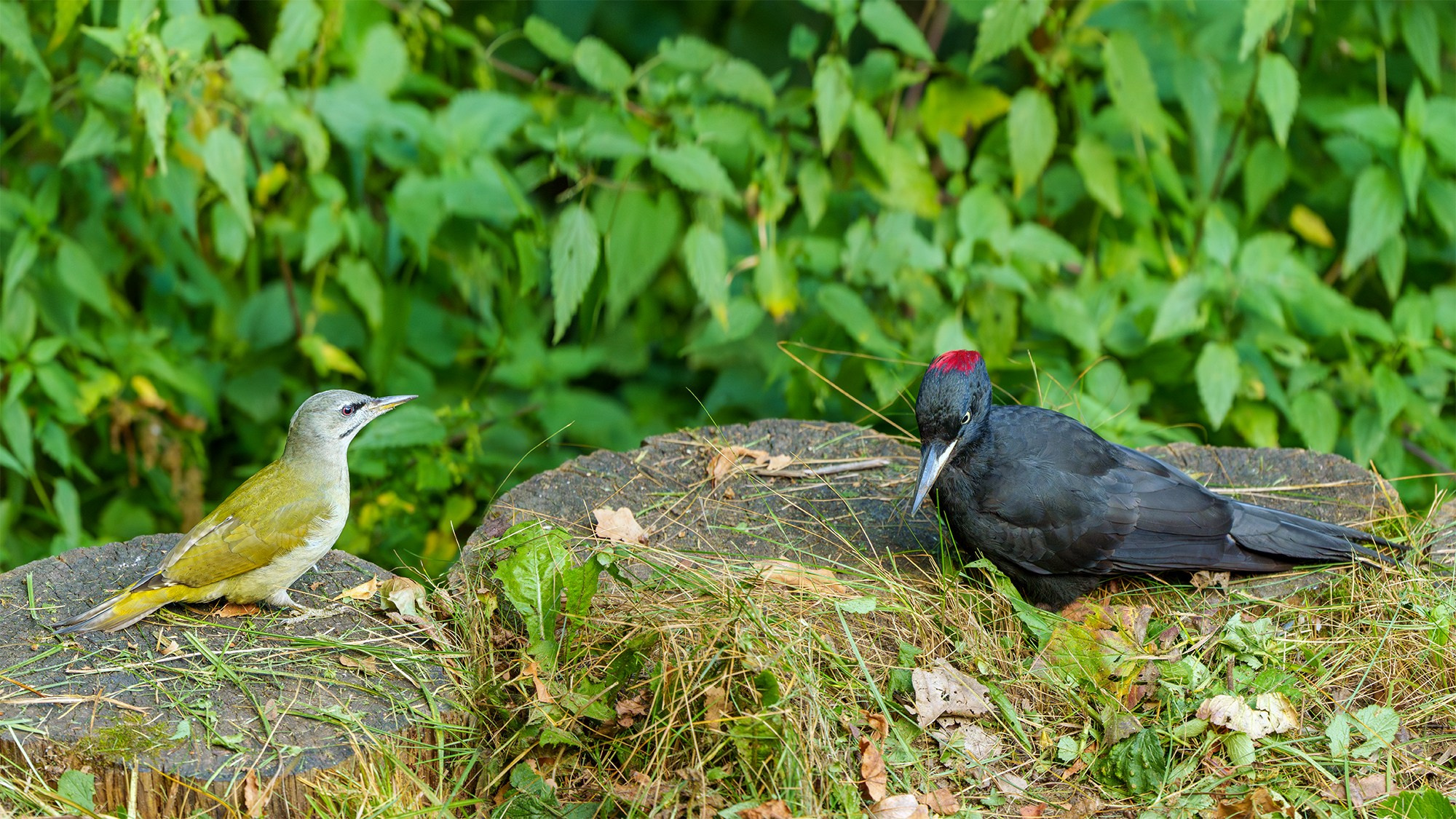 Удивительные мир птиц. Вокруг нас столько прекрасного — присмотритесь!. Ваш личный фотограф Марина Волкова