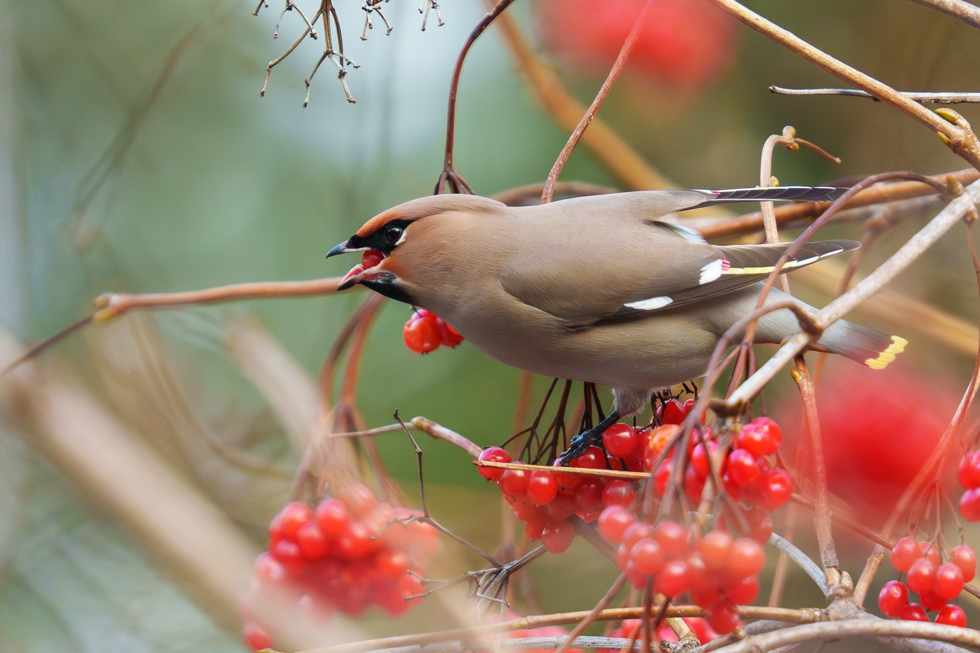 Удивительные мир птиц. Вокруг нас столько прекрасного — присмотритесь!. Ваш личный фотограф Марина Волкова