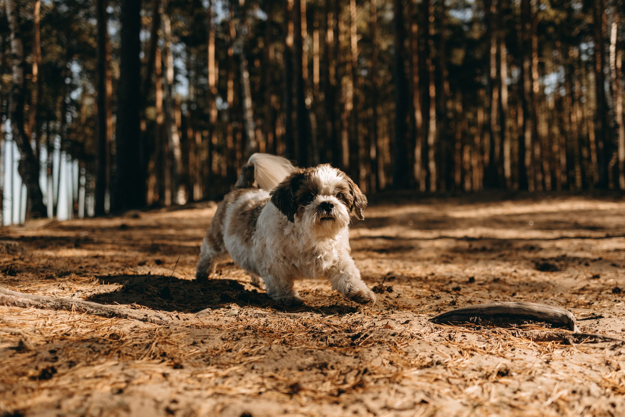 Настя и Франт. Фотограф — Анималист | Санкт-Петербург