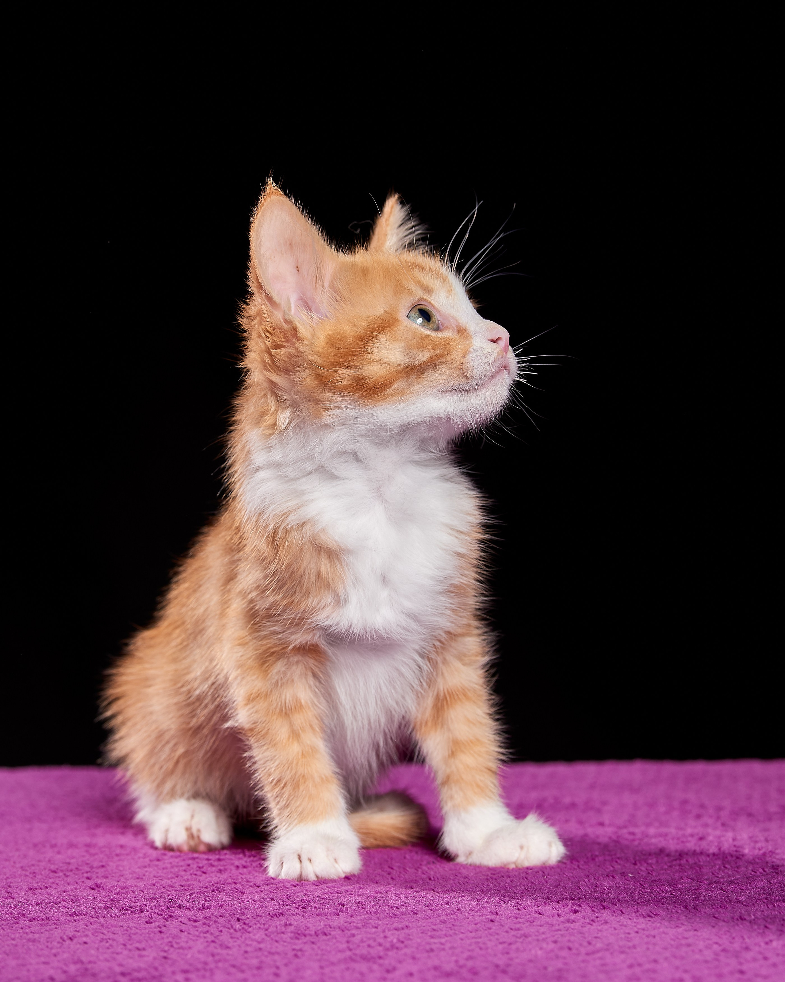 Фотосъемка животных