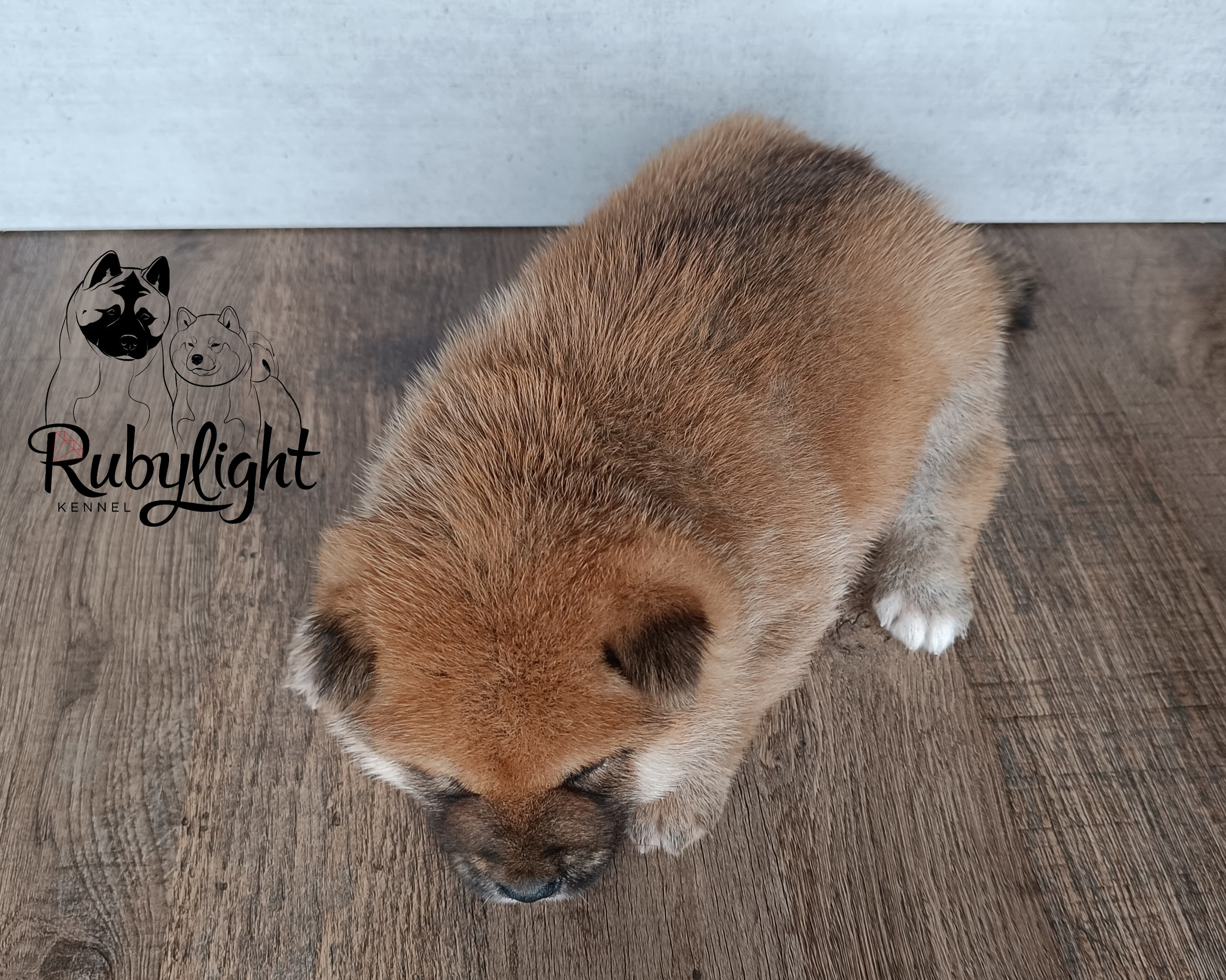 Сиба Rubylight Everest питомник Рубилайт 