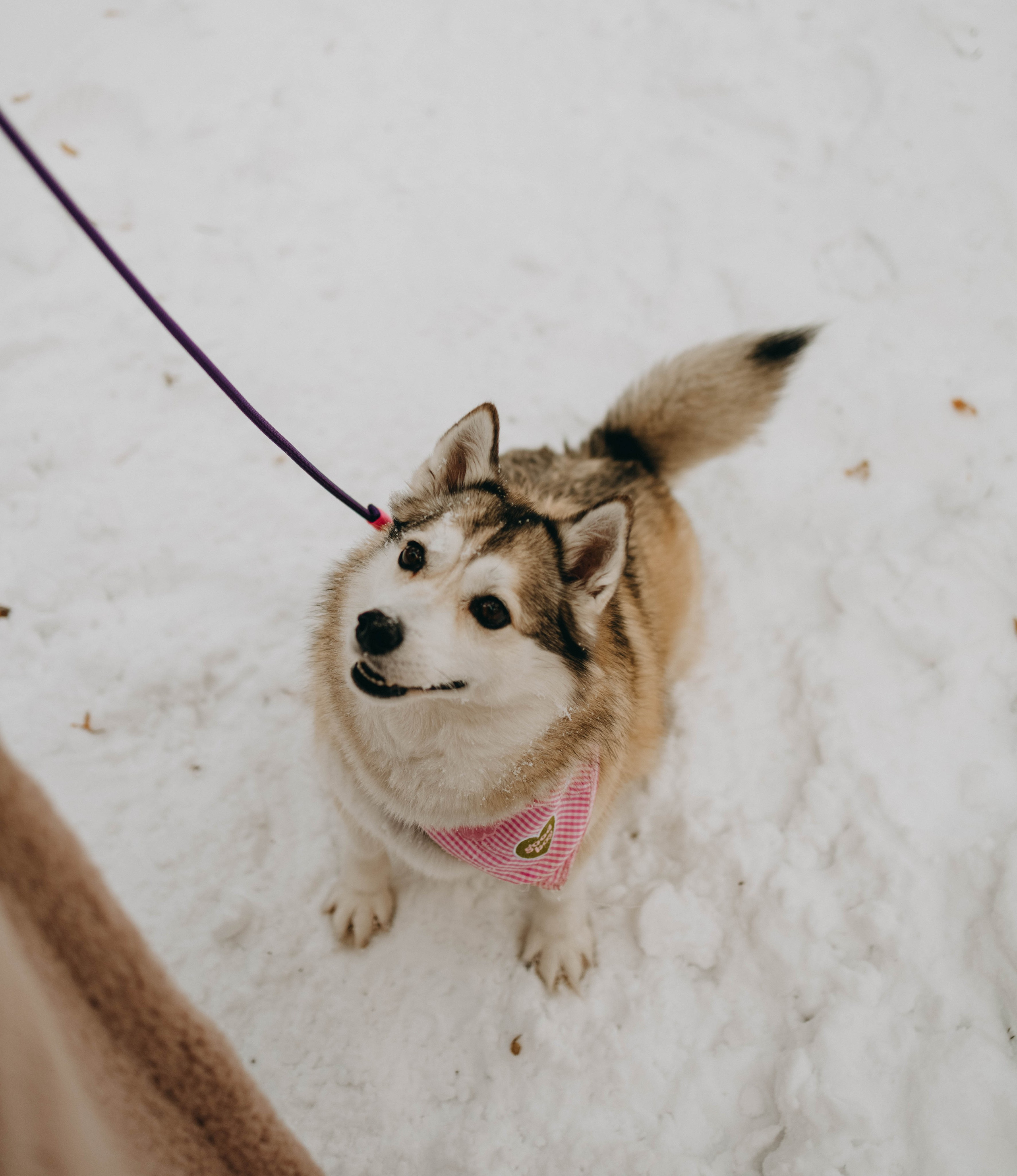 Варвара и Шелби. Фотограф-анималист в Екатеринбурге | Кристина