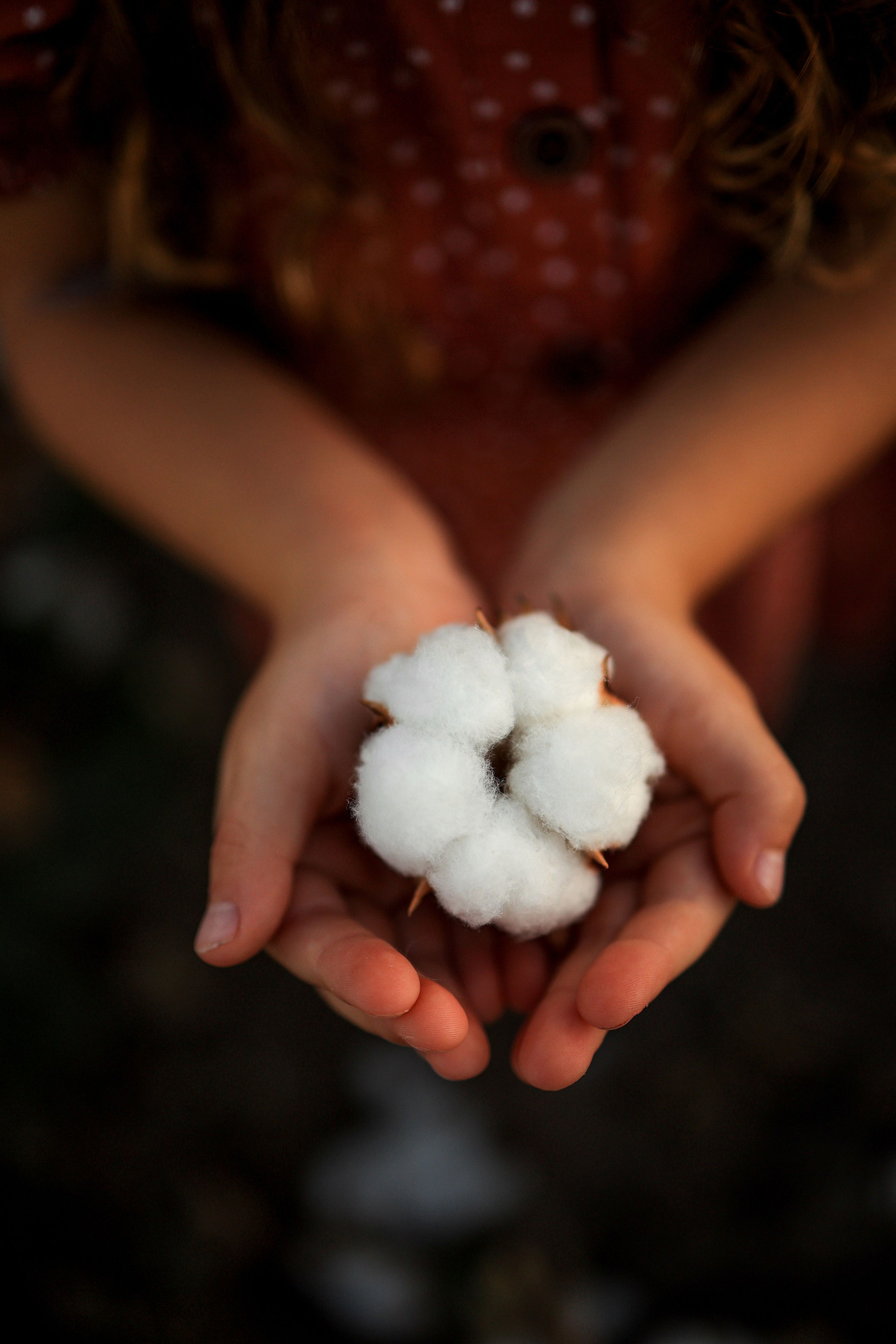 Photoshooting on cotton field