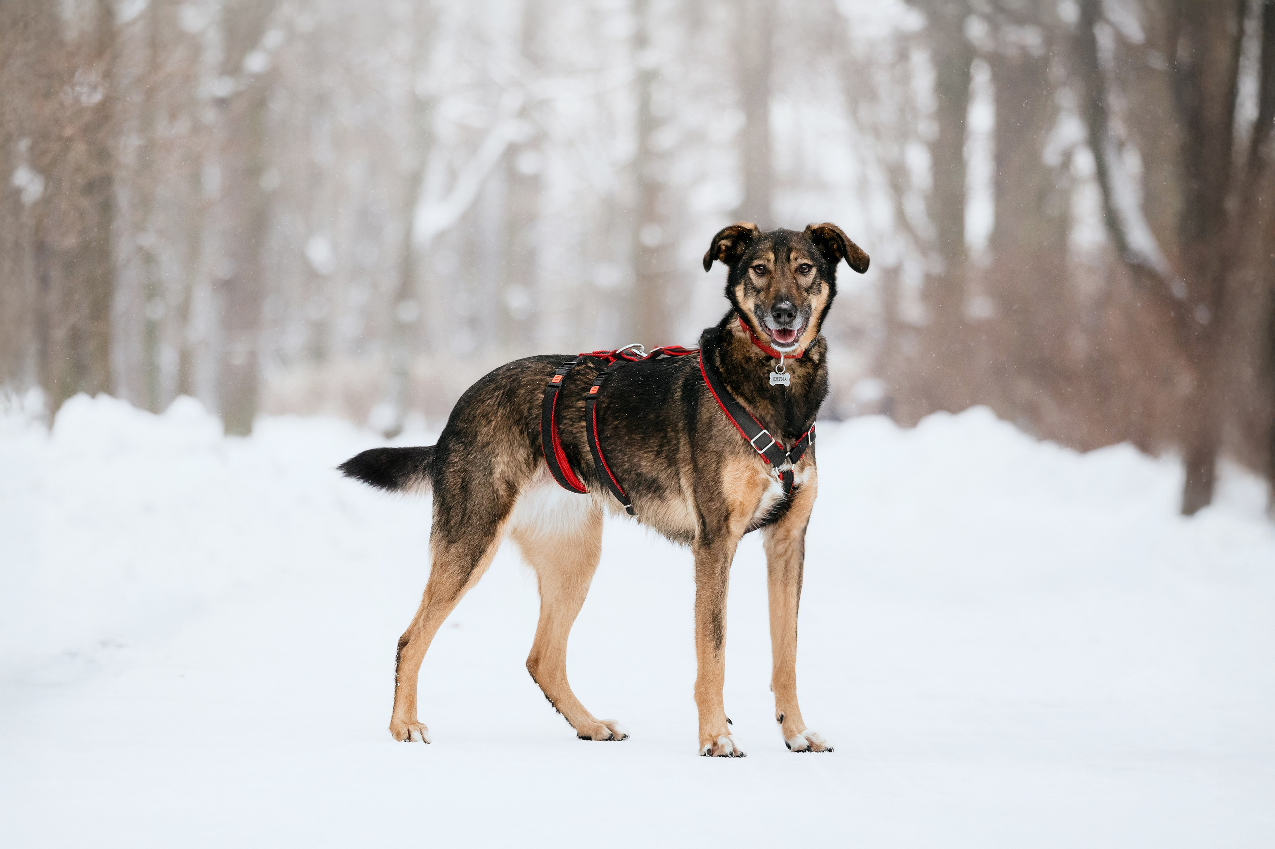 Собаки из приюта Дубовая роща зима. Фотограф-анималист Татьяна Степанова