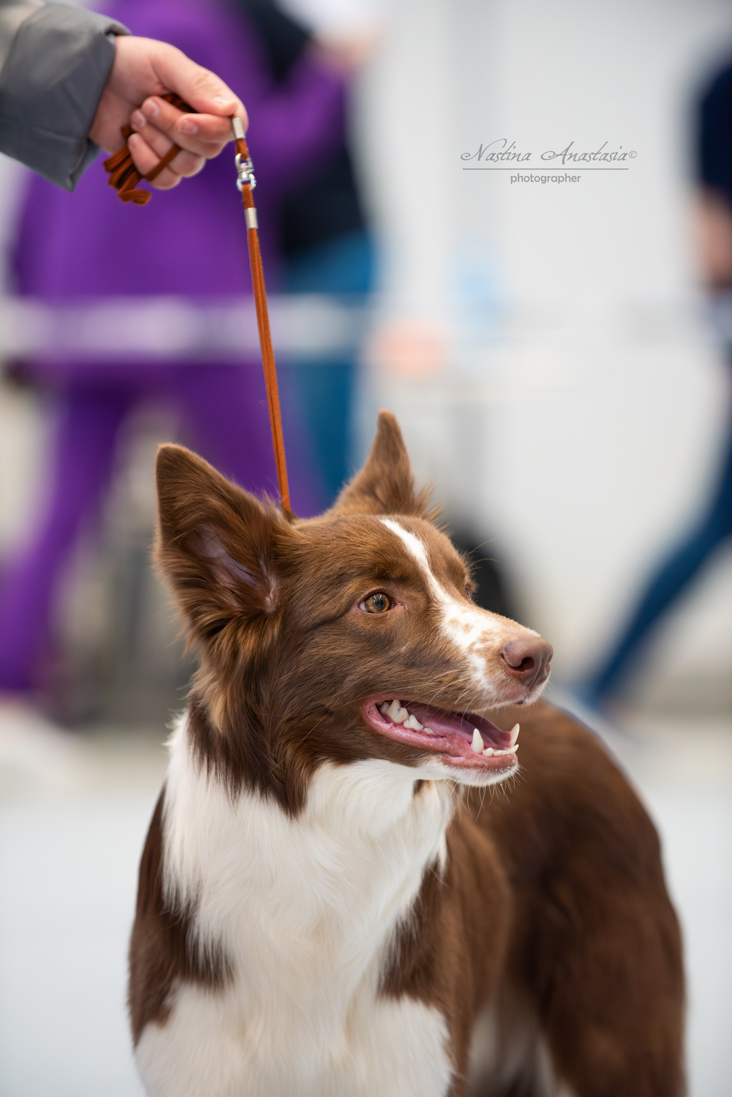 Выставки. Фотограф — Анималист