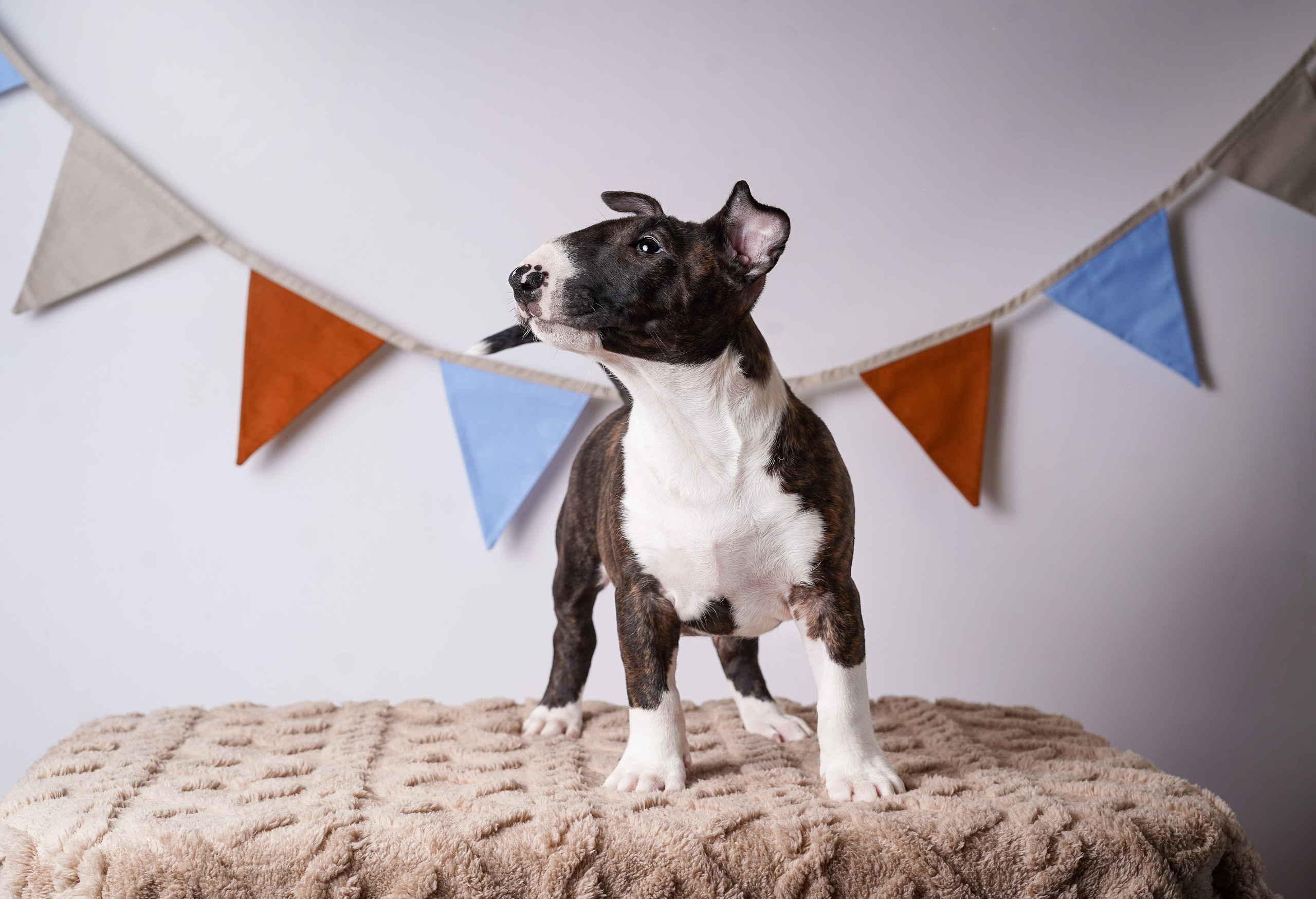 Щенки минибультерьера. Фотограф-анималист в Санкт-Петербурге Яна Мартынова