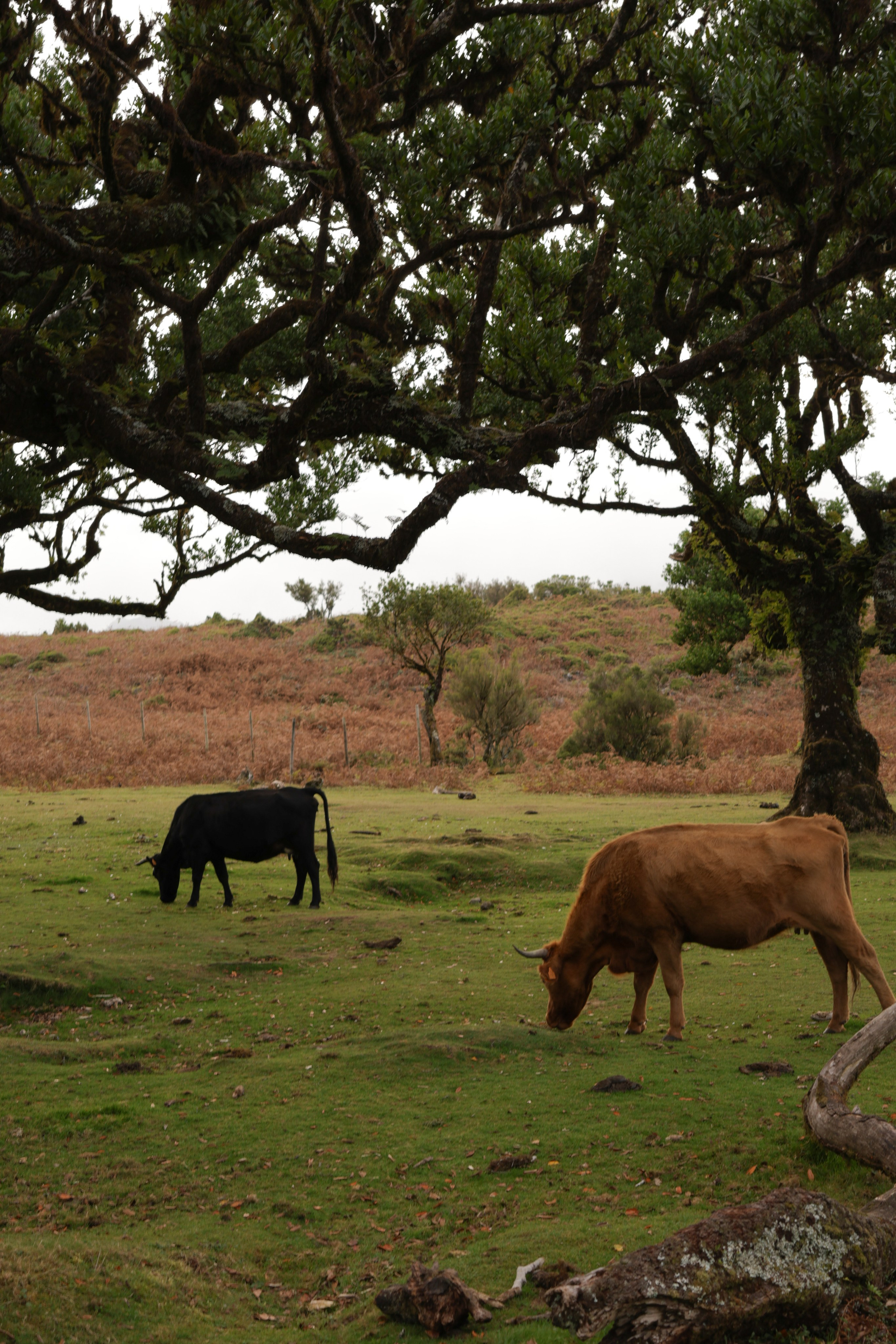 Madeira roadtrip. Фотограф Дарья Карпенко