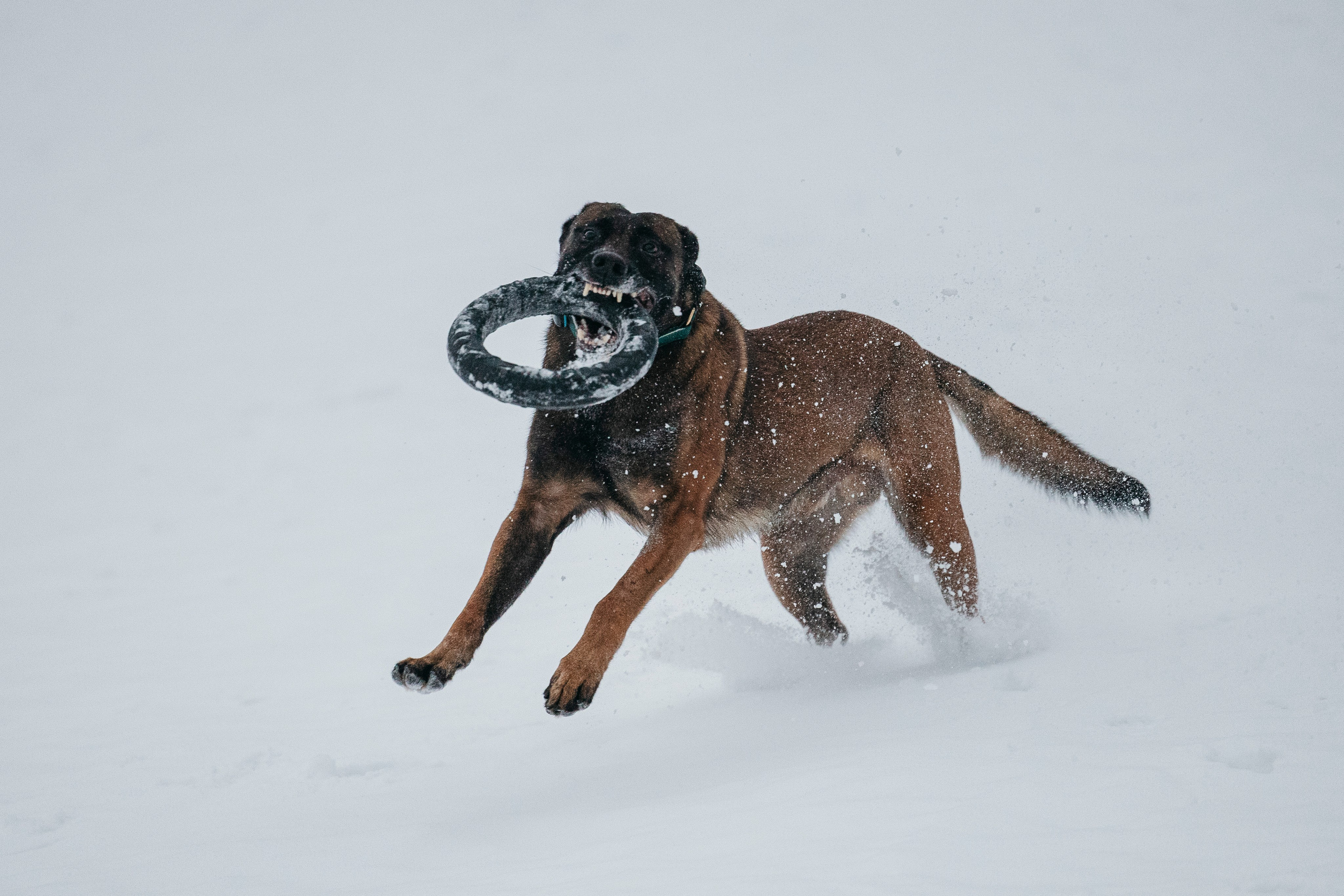Карьер. Фотограф-анималист Анна Маринич