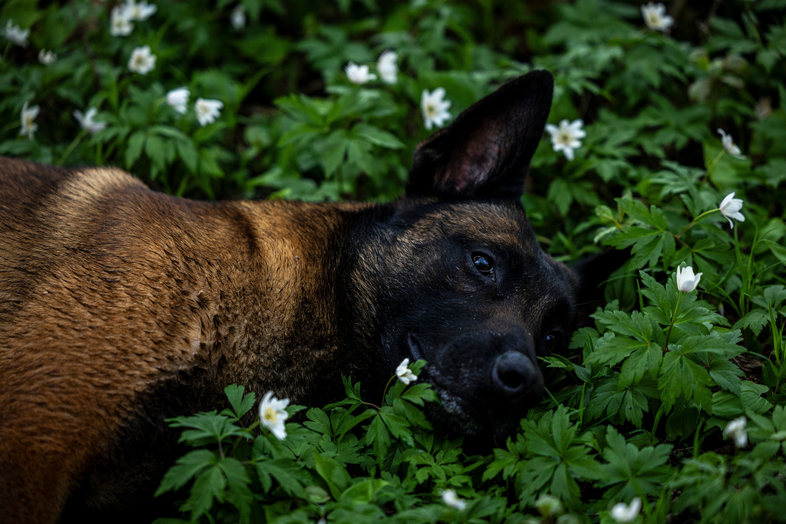 Ричард залив. Фотограф-анималист Анна Маринич