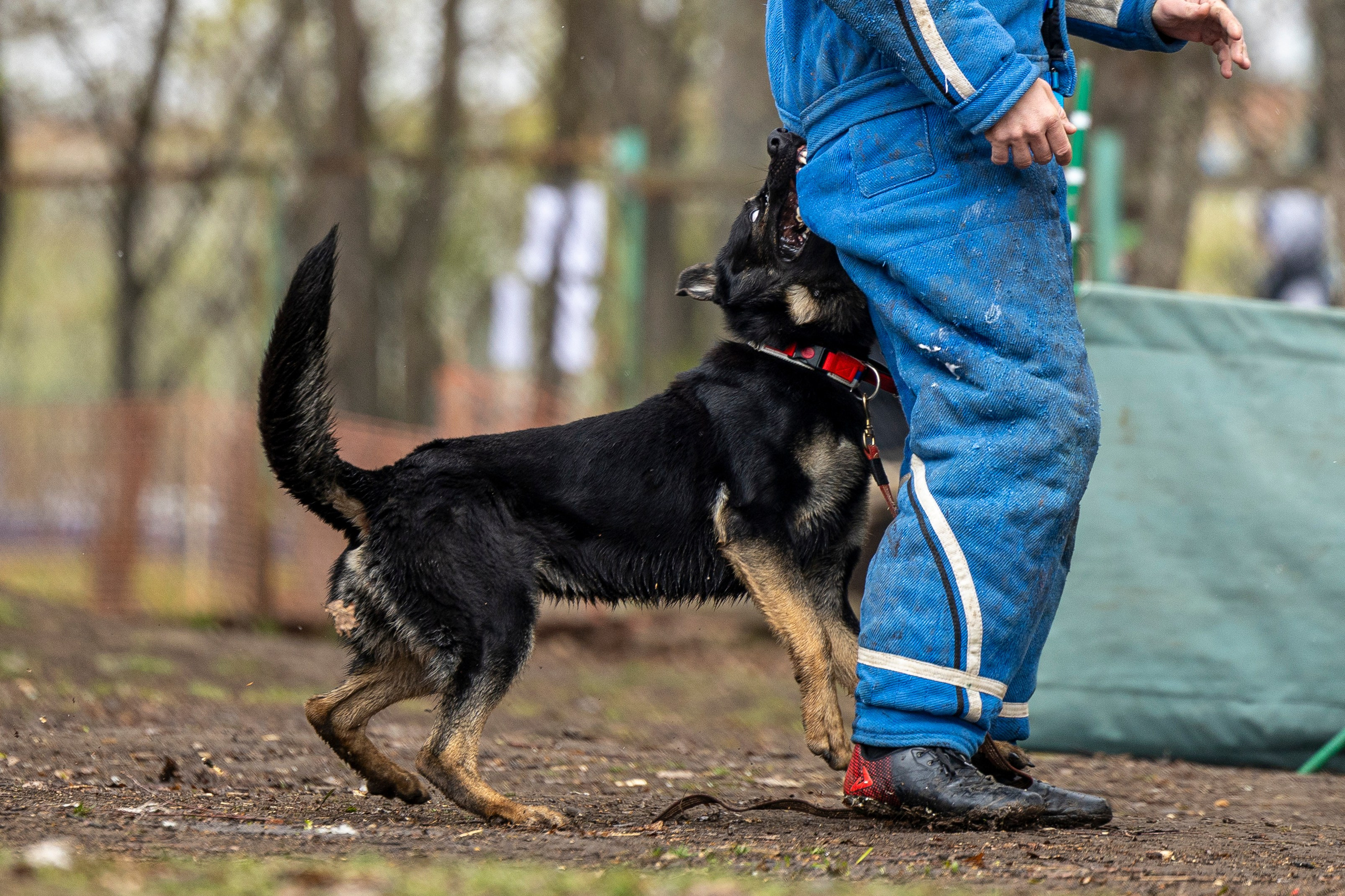 Квалификационные состязания по мондьорингу г. Вологда 11.05.24. Фотограф-анималист Анна Маринич