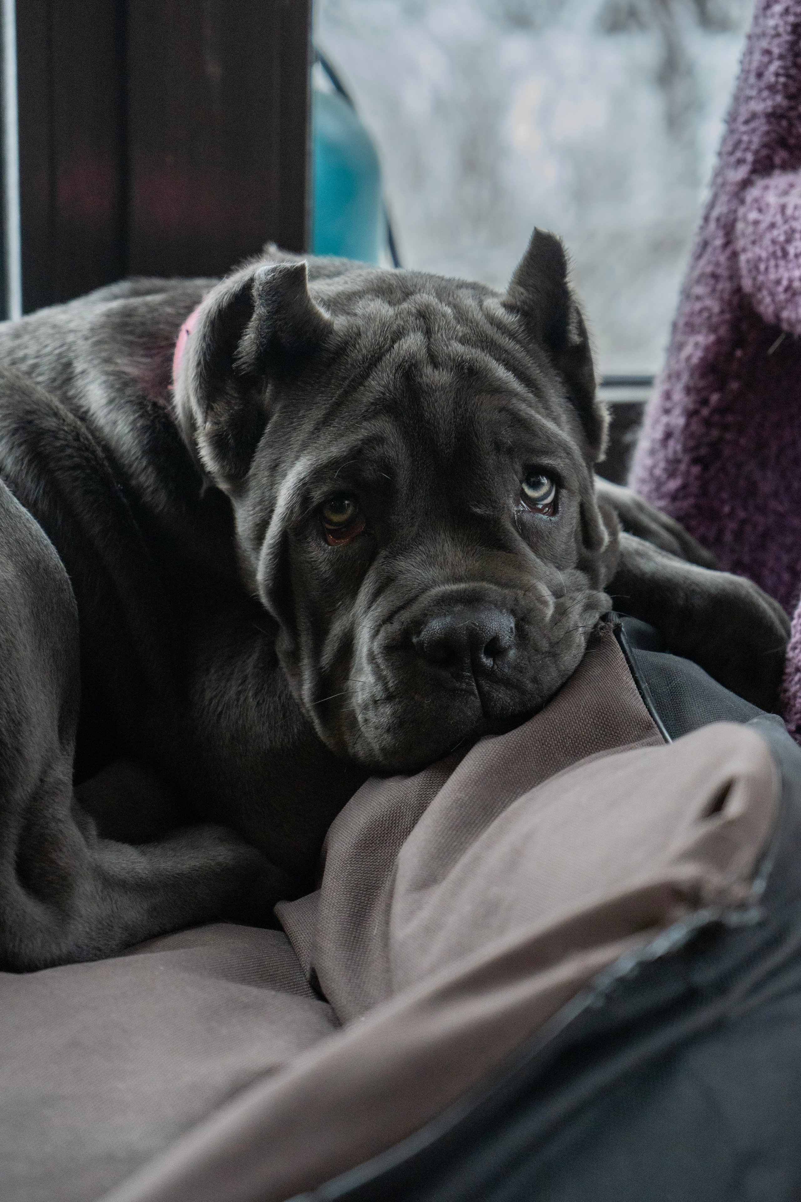 Фотосессии Пушистиков. Фотограф в Санкт-Петербурге Виктория Барышникова