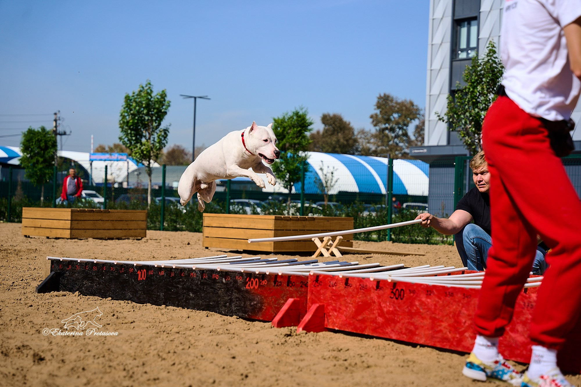 Питстафф многоборье. Фотограф-анималист в Иркутске