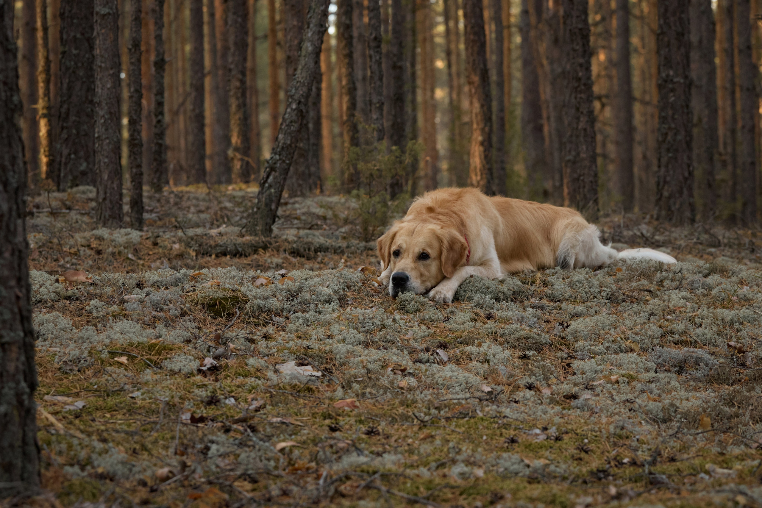 В Марийских лесах. Фотограф анималист в Казани Алина Сулейманова. Фотограф животных