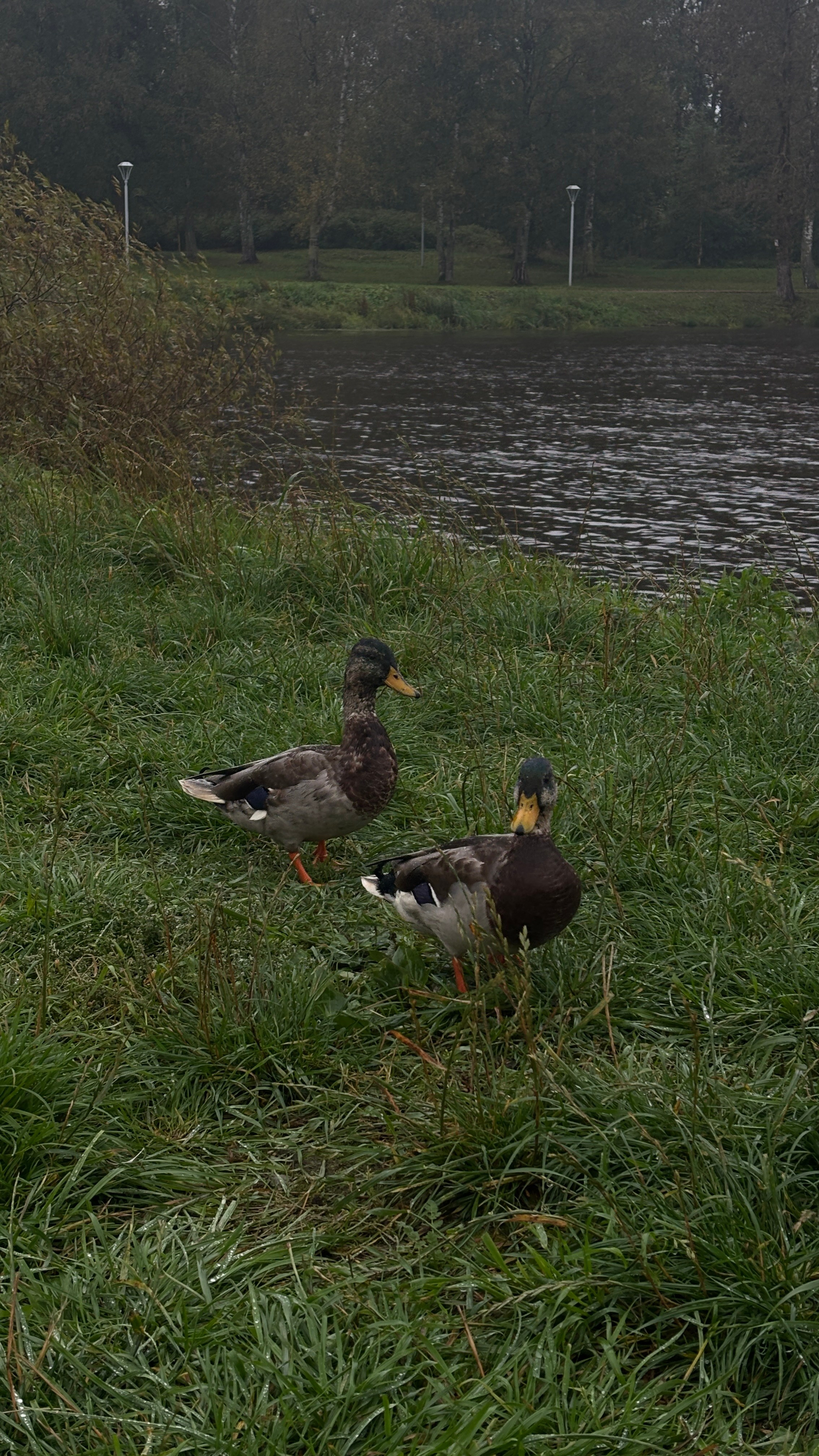 Алена и Мирон. Услуги