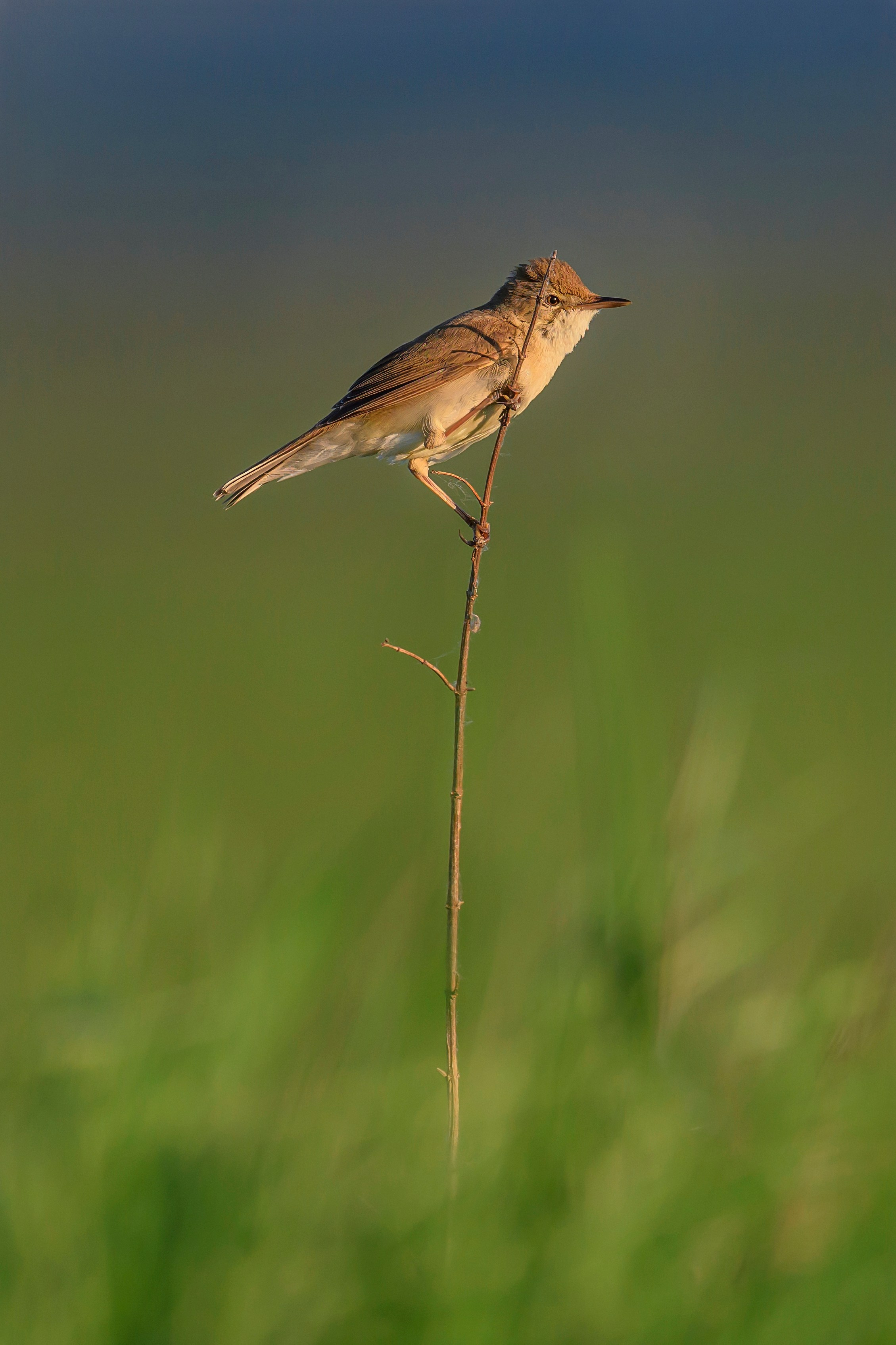 Веретенник и славка. Wildlife photography by Sergey Puponin